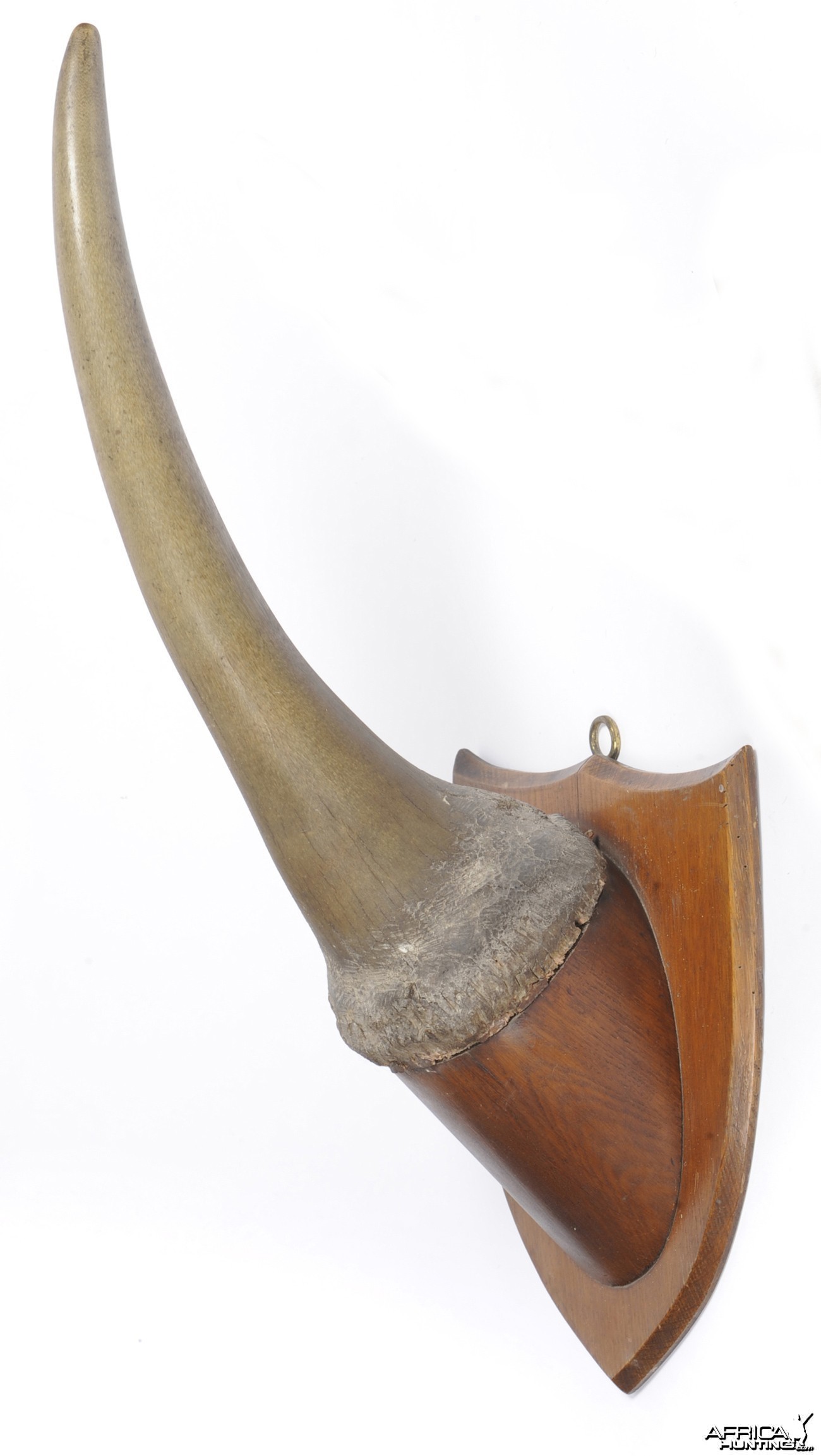 White Rhinoceros Horn