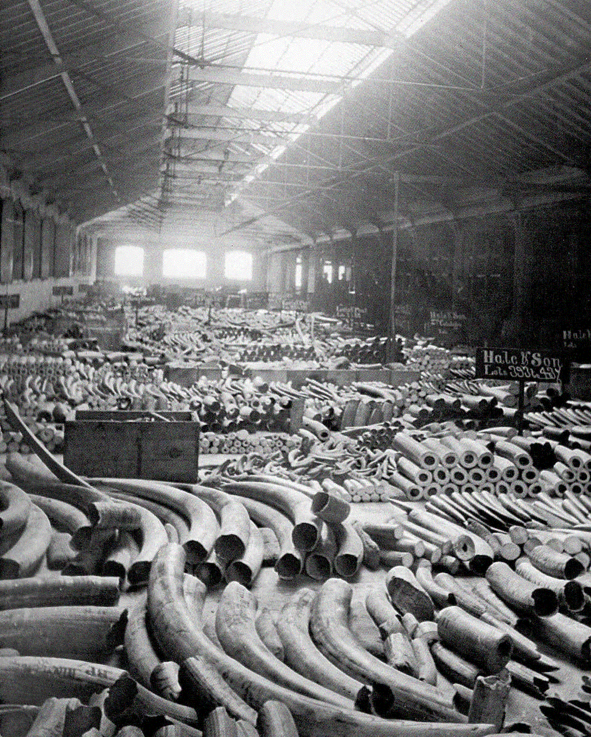 Elephant Tusks Warehouse