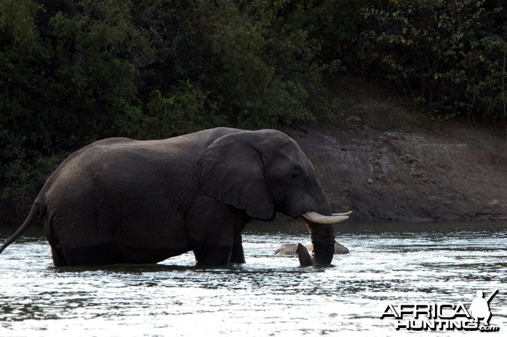 Elephant in Zambia