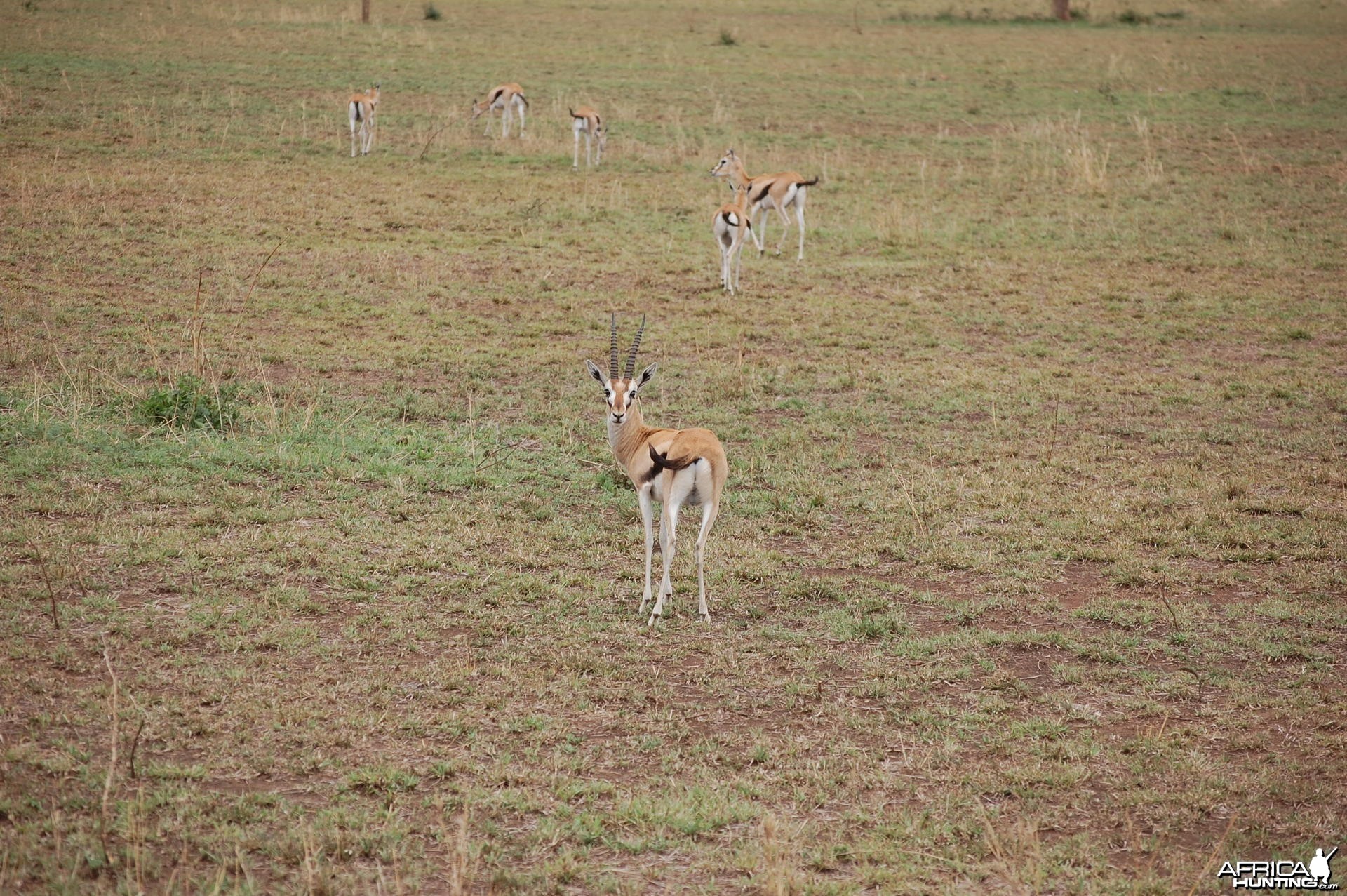 Gazelle Tanzania