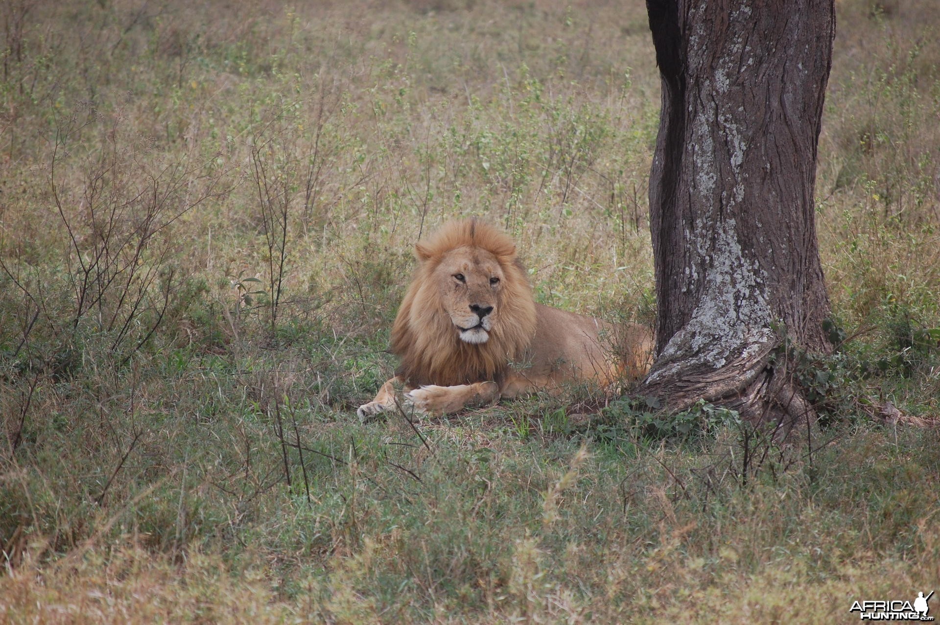 Lion Tanzania