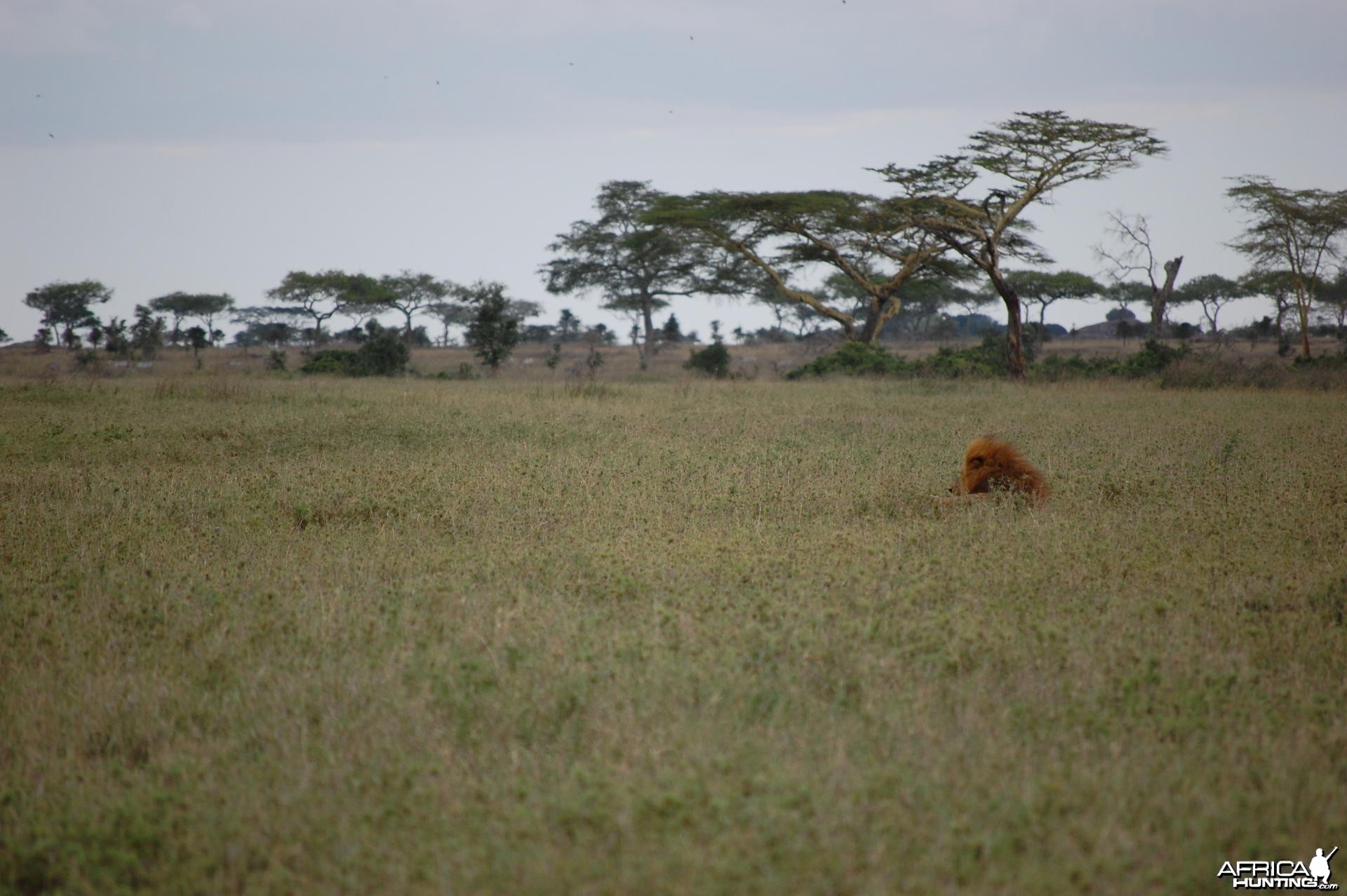 Lion Tanzania