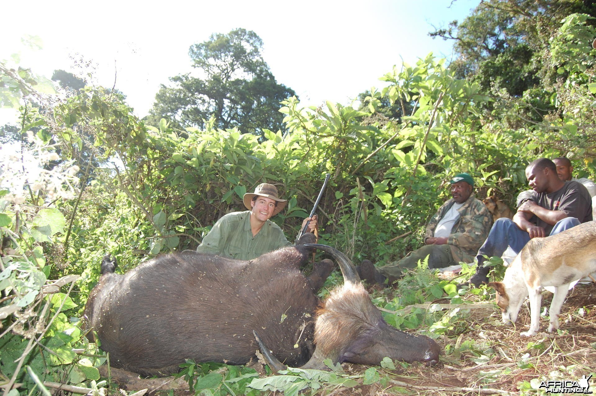 Buffalo Tanzania