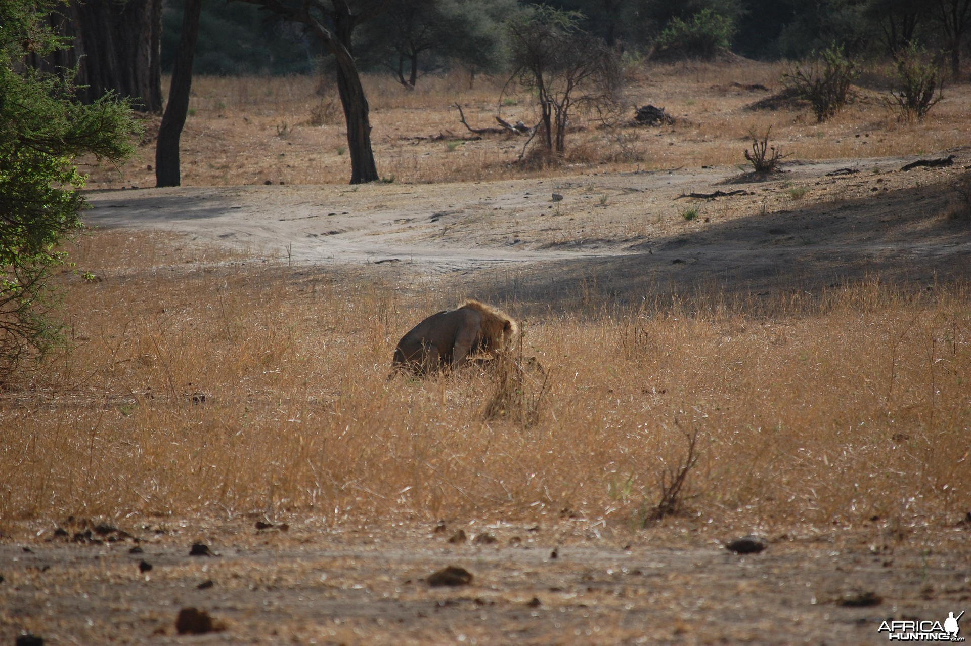 Lion Mating Tanzania