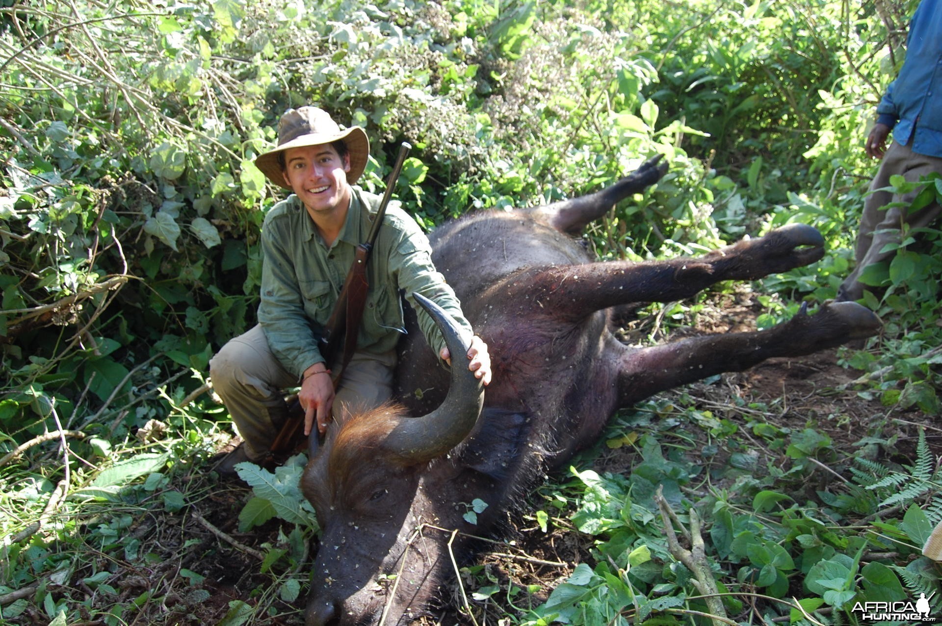 Buffalo Tanzania