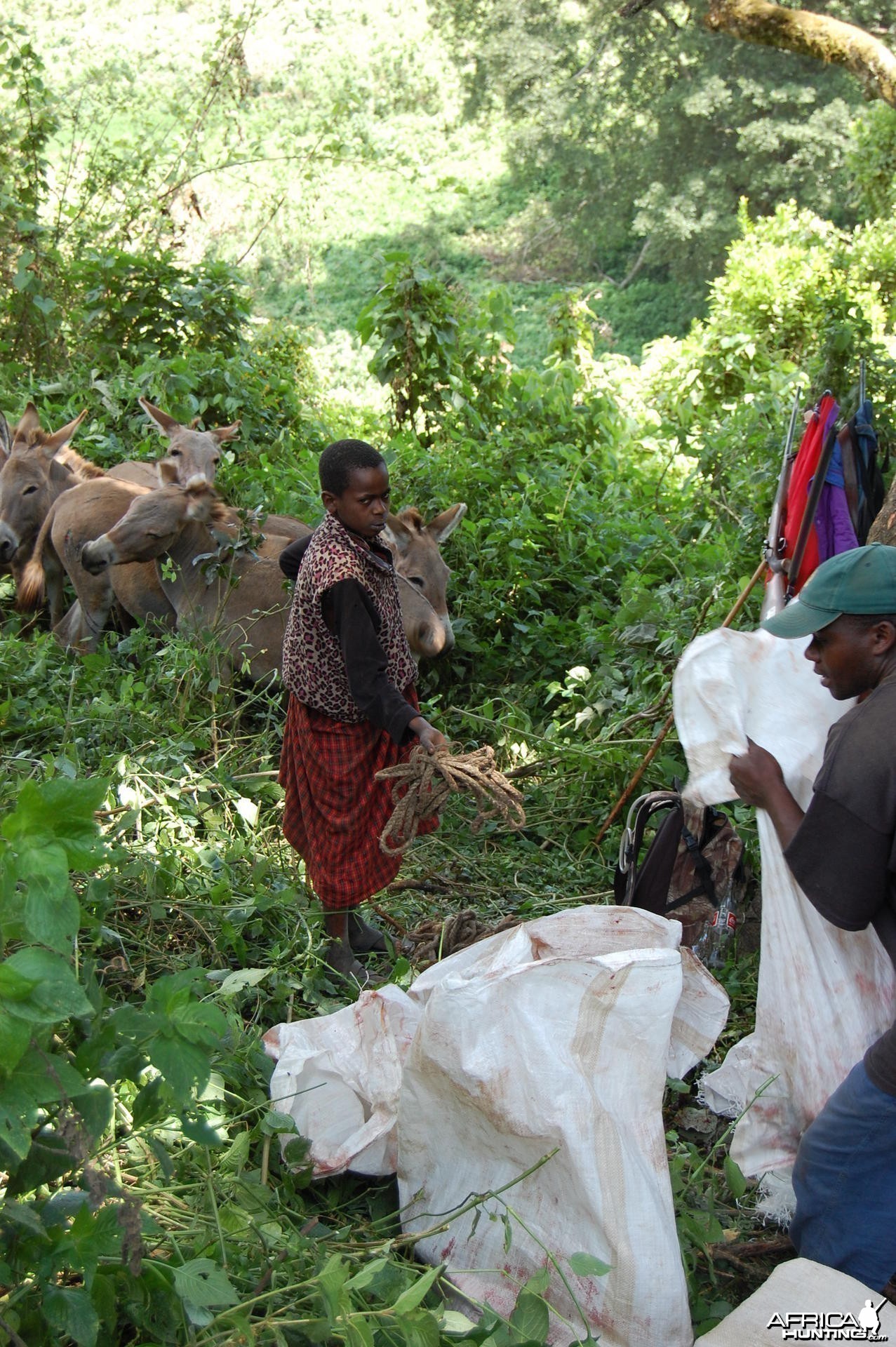 Getting the Buffalo Meat Tanzania