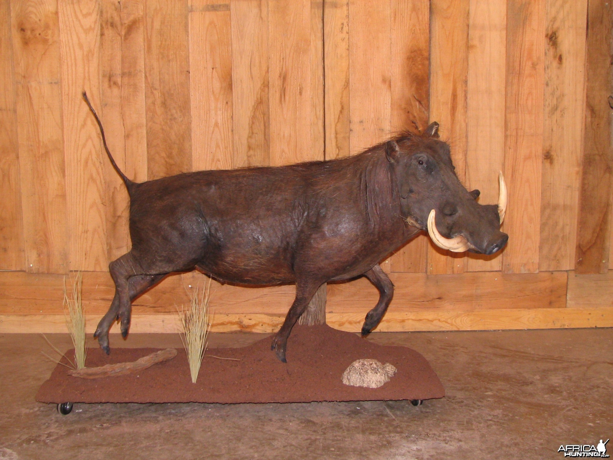 Warthog taxidermy mount