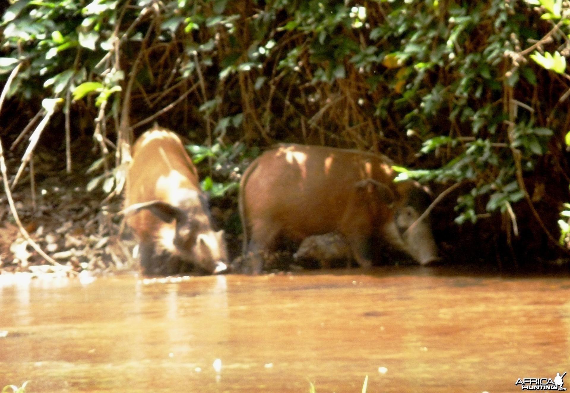 Red River Hog in CAR