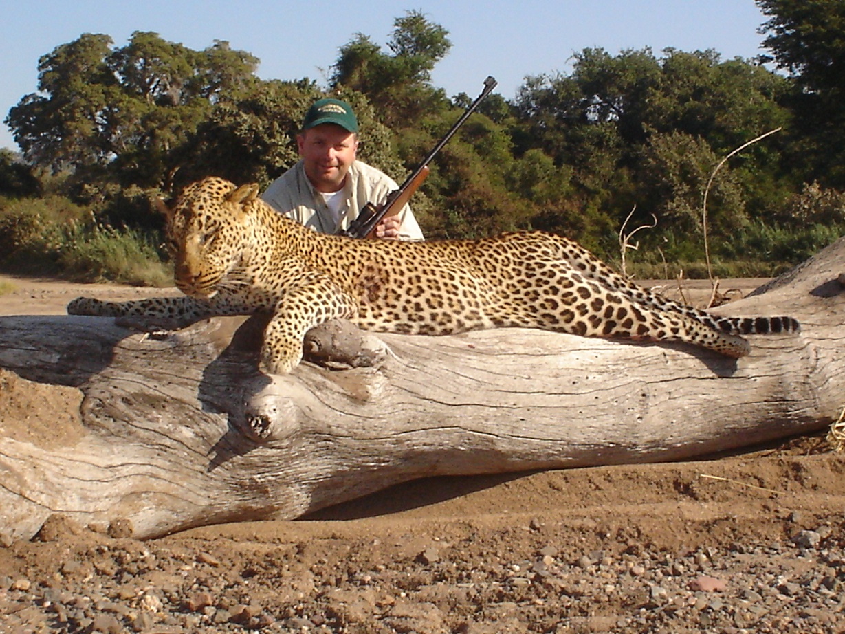 Zim leopard