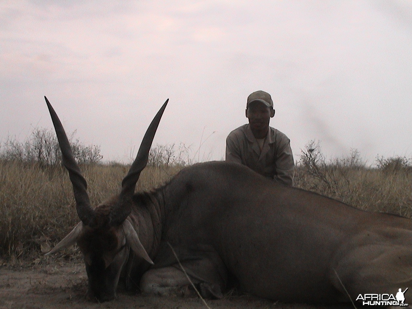 Botswana eland