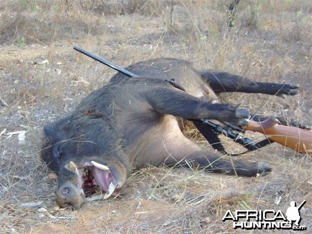 Aussie big boar hunting