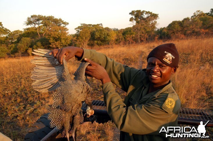 Hunting Guineafowl