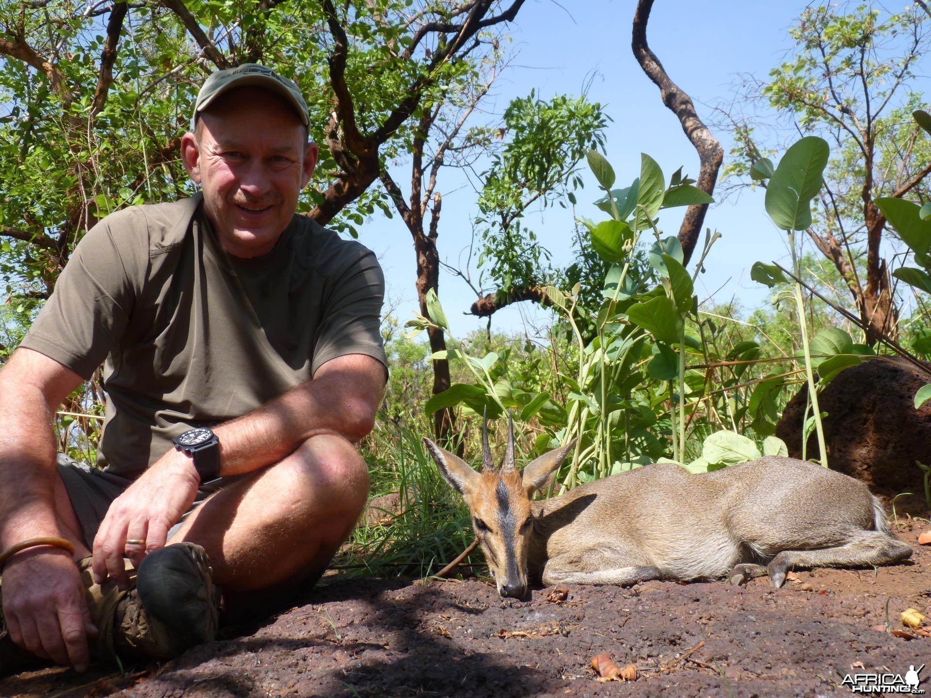 4 inch Bush Duiker hunted in CAR