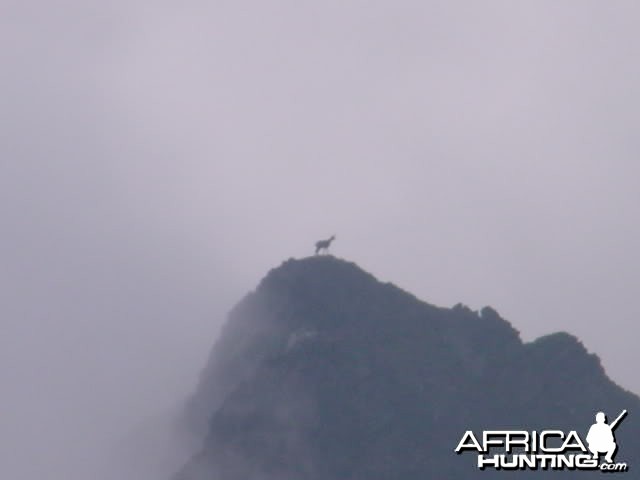 Carpathian Chamois in Romania