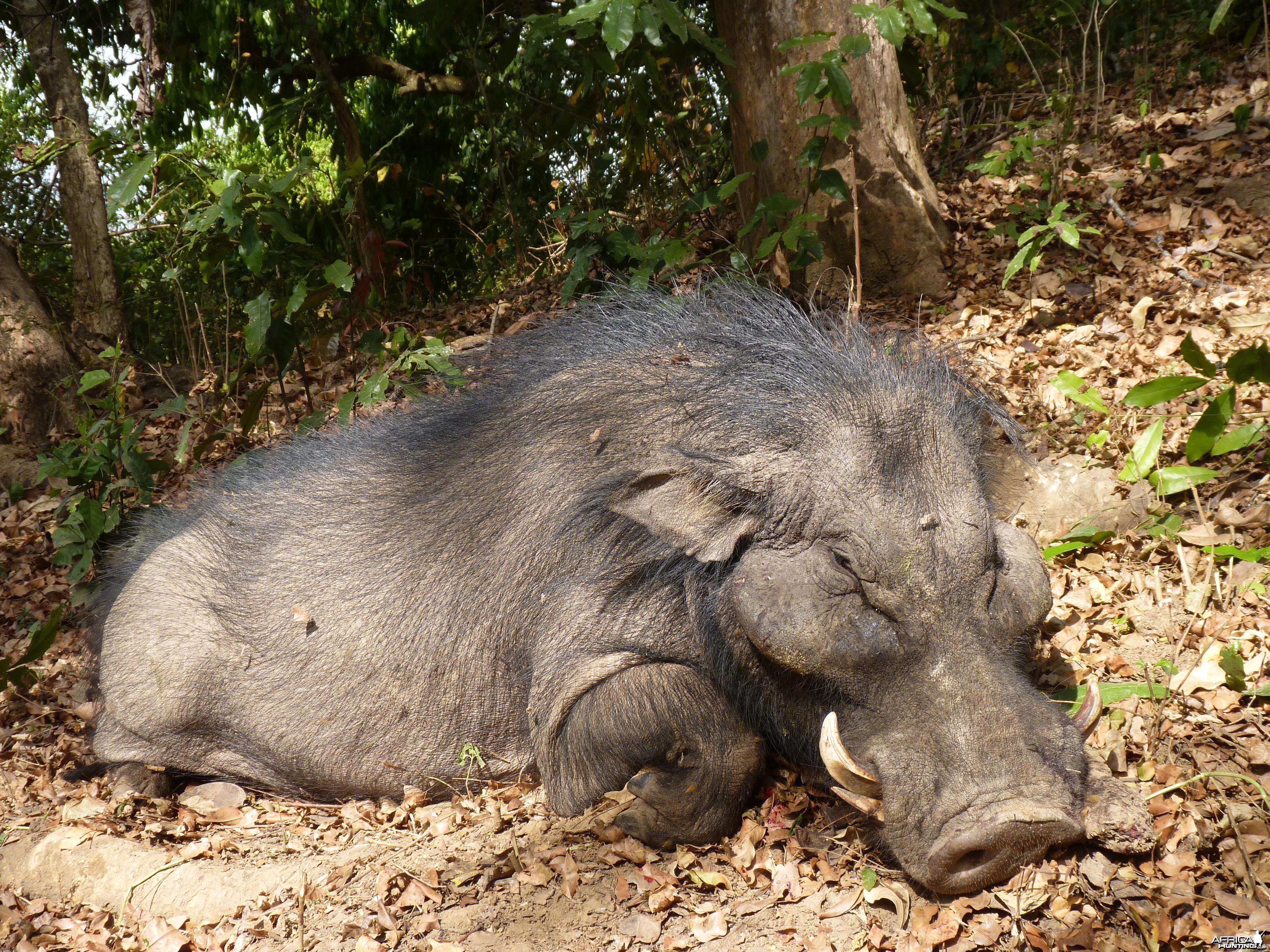 Hunting Giant Forest Hog in Central African Republic