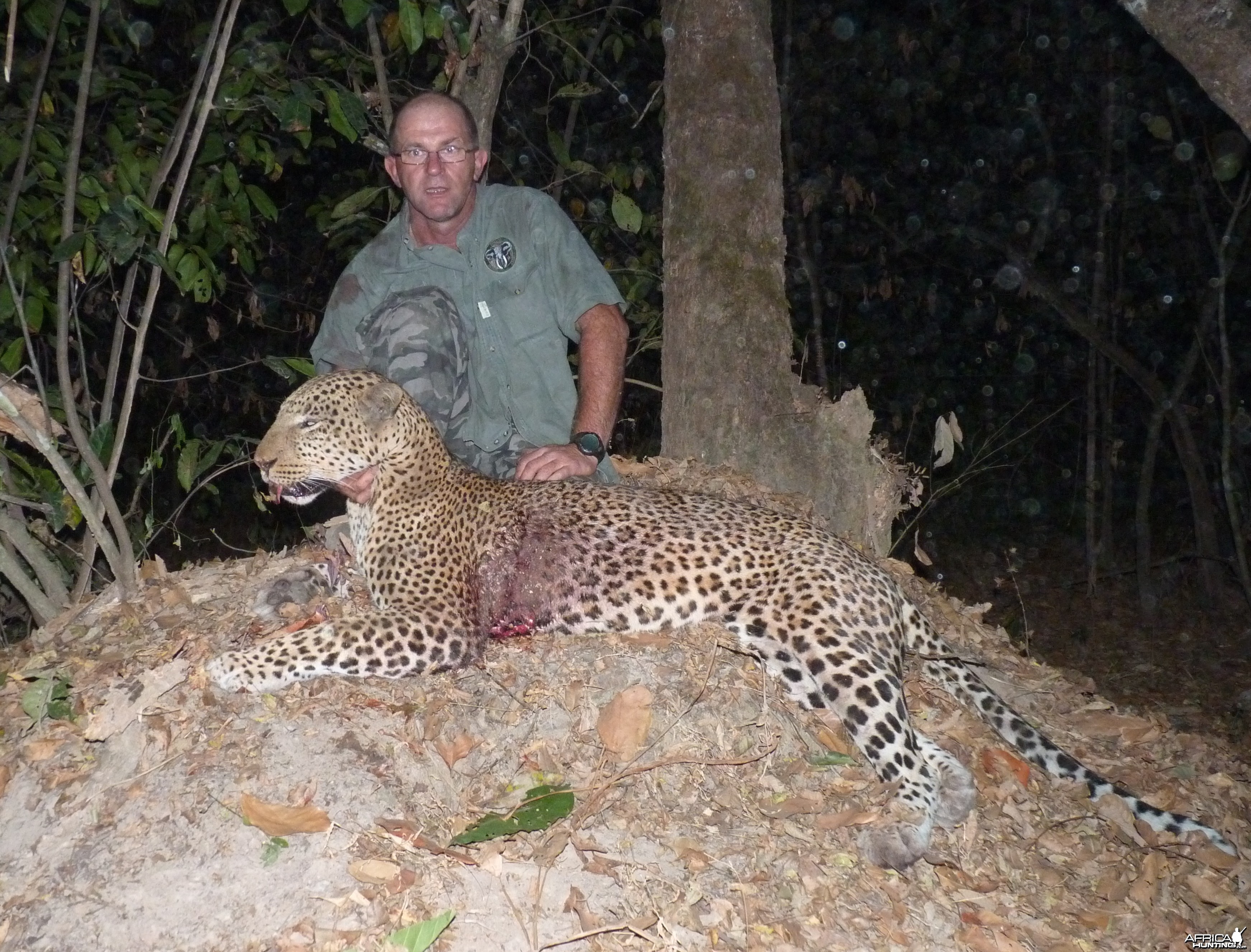 Hunting Leopard in Central African Republic