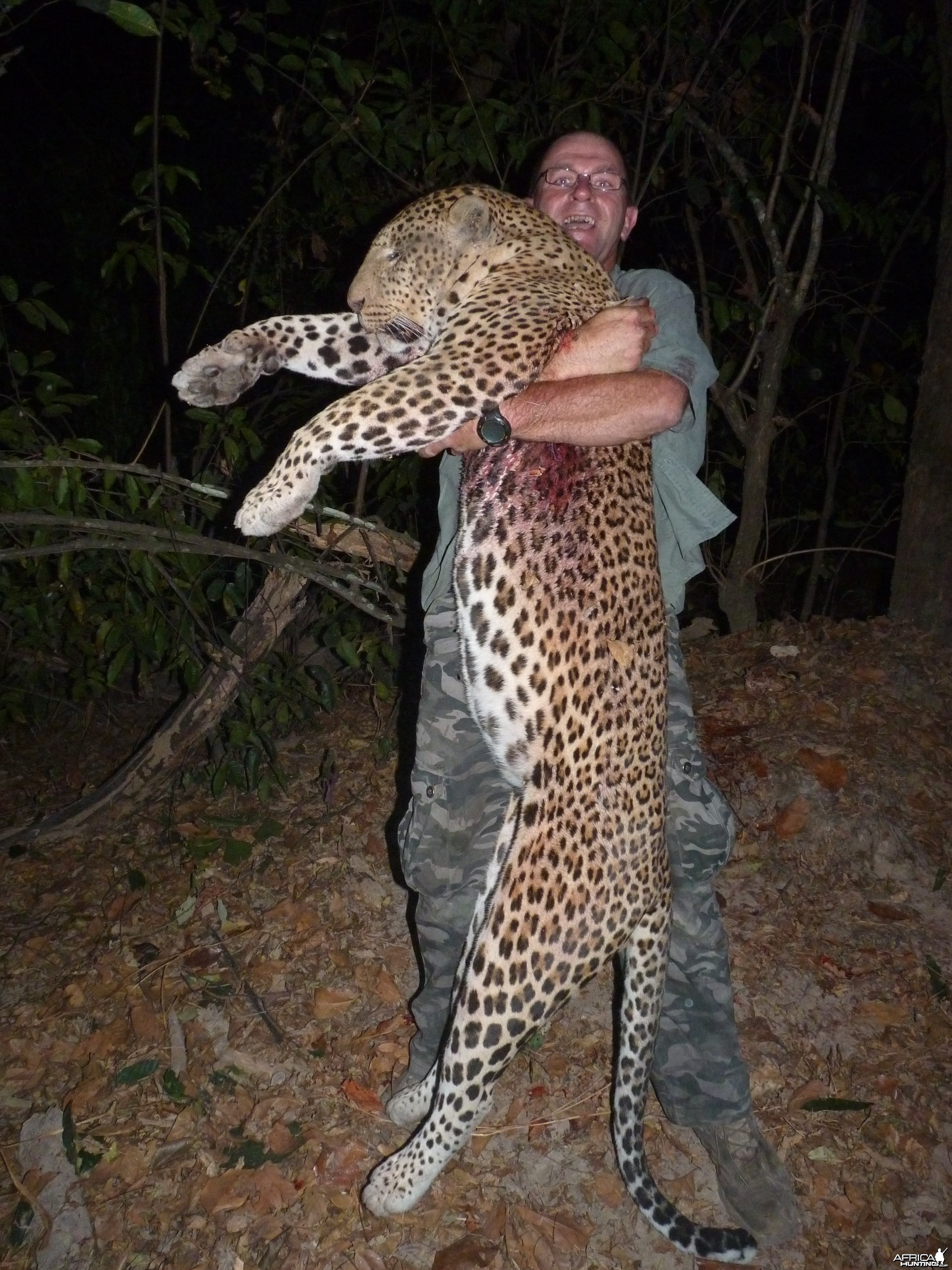 Hunting Leopard in Central African Republic