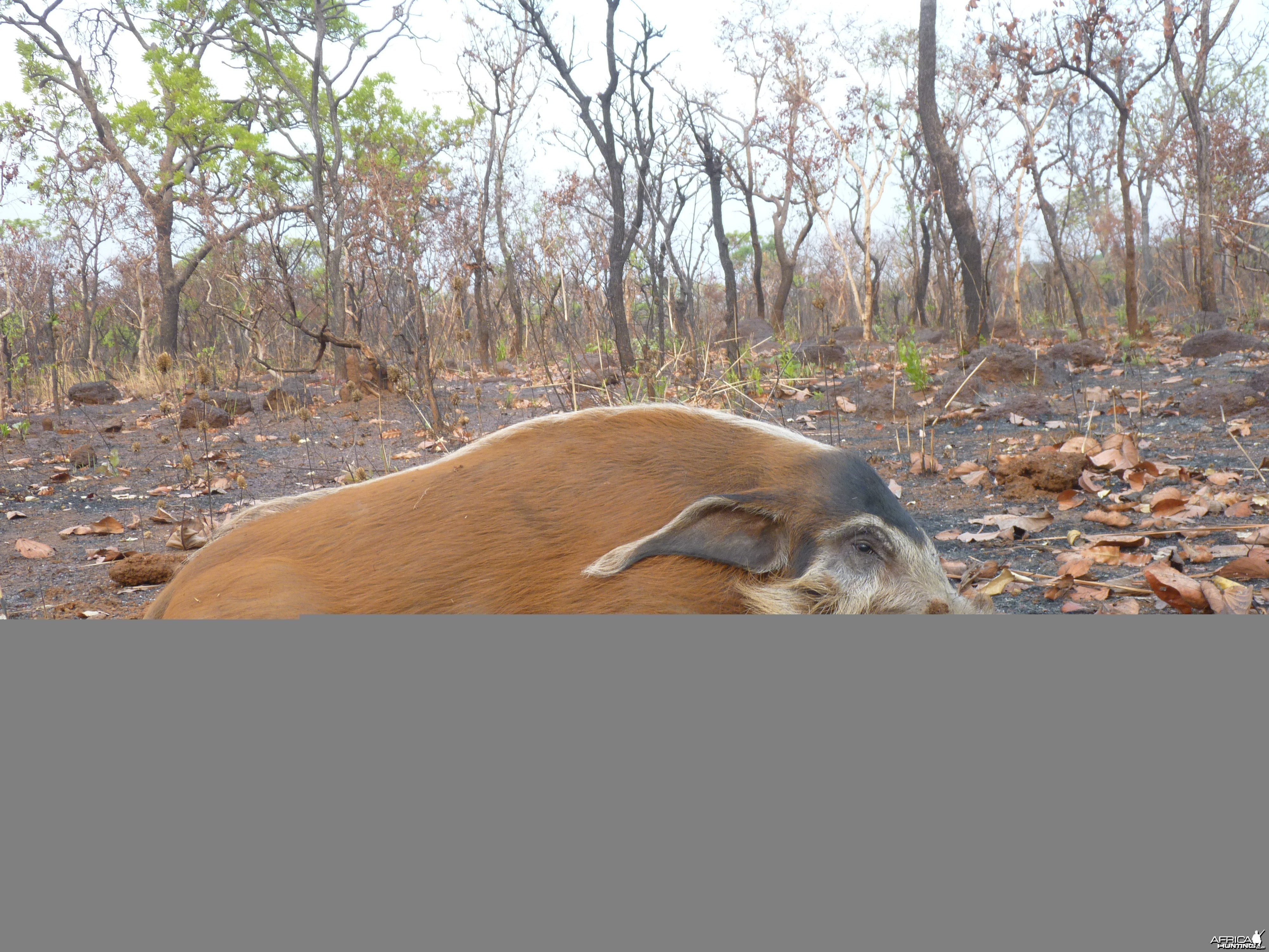 Hunting Red River Hog in Central African Republic
