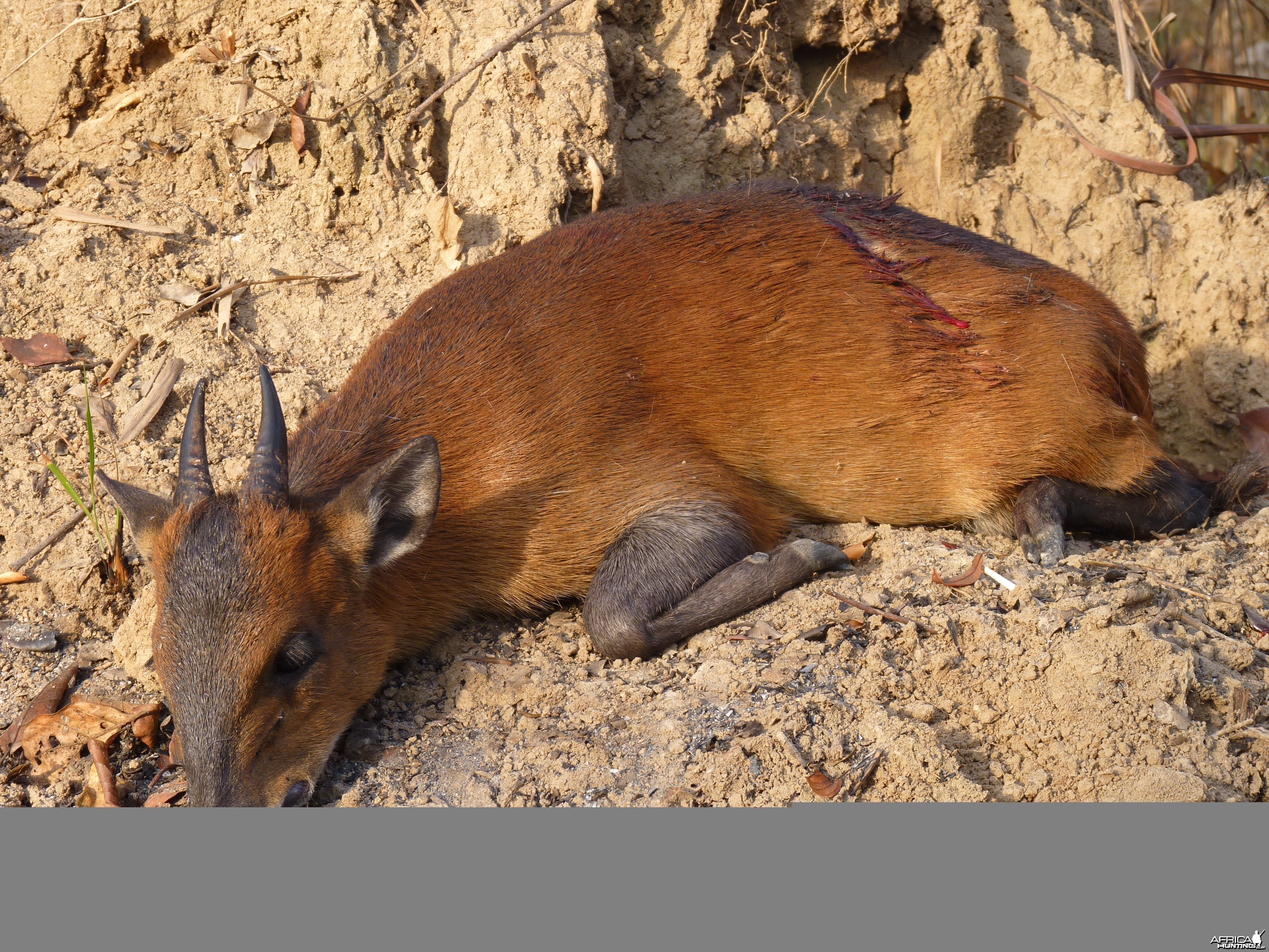 Hunting Red Flanked Duiker in Central African Republic