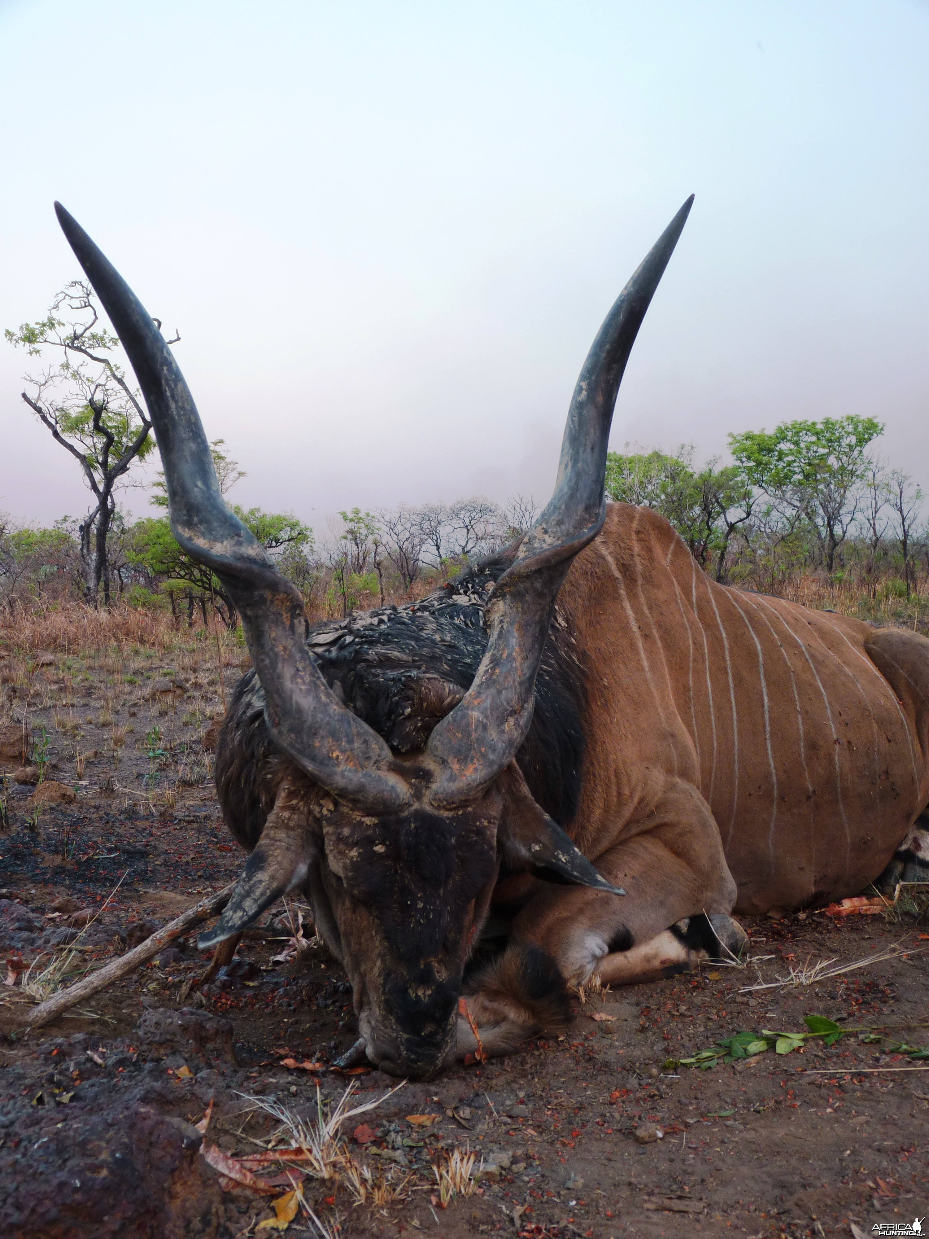 Hunting Giant Eland in Central African Republic