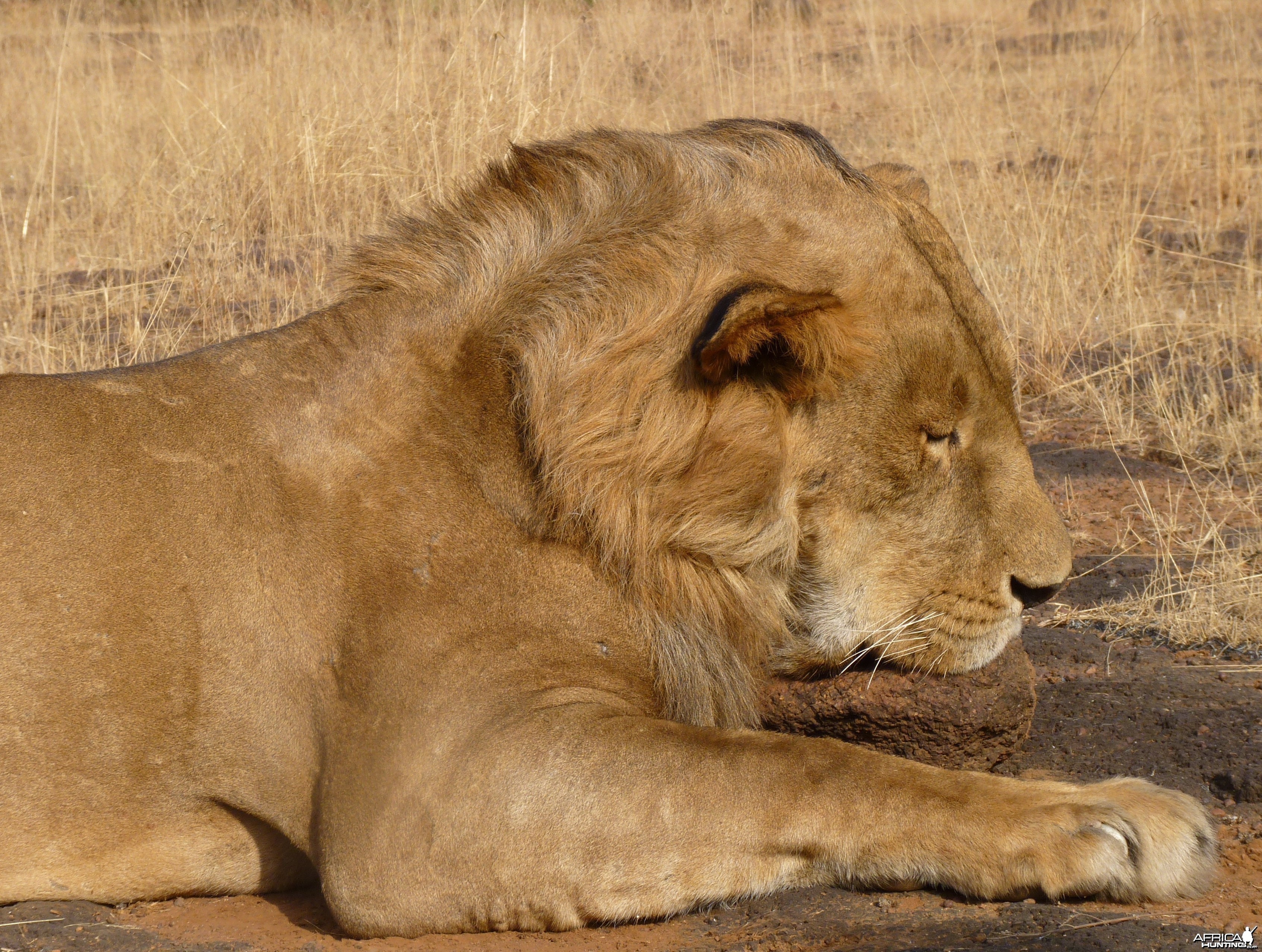 Hunting Lion in Central African Republic