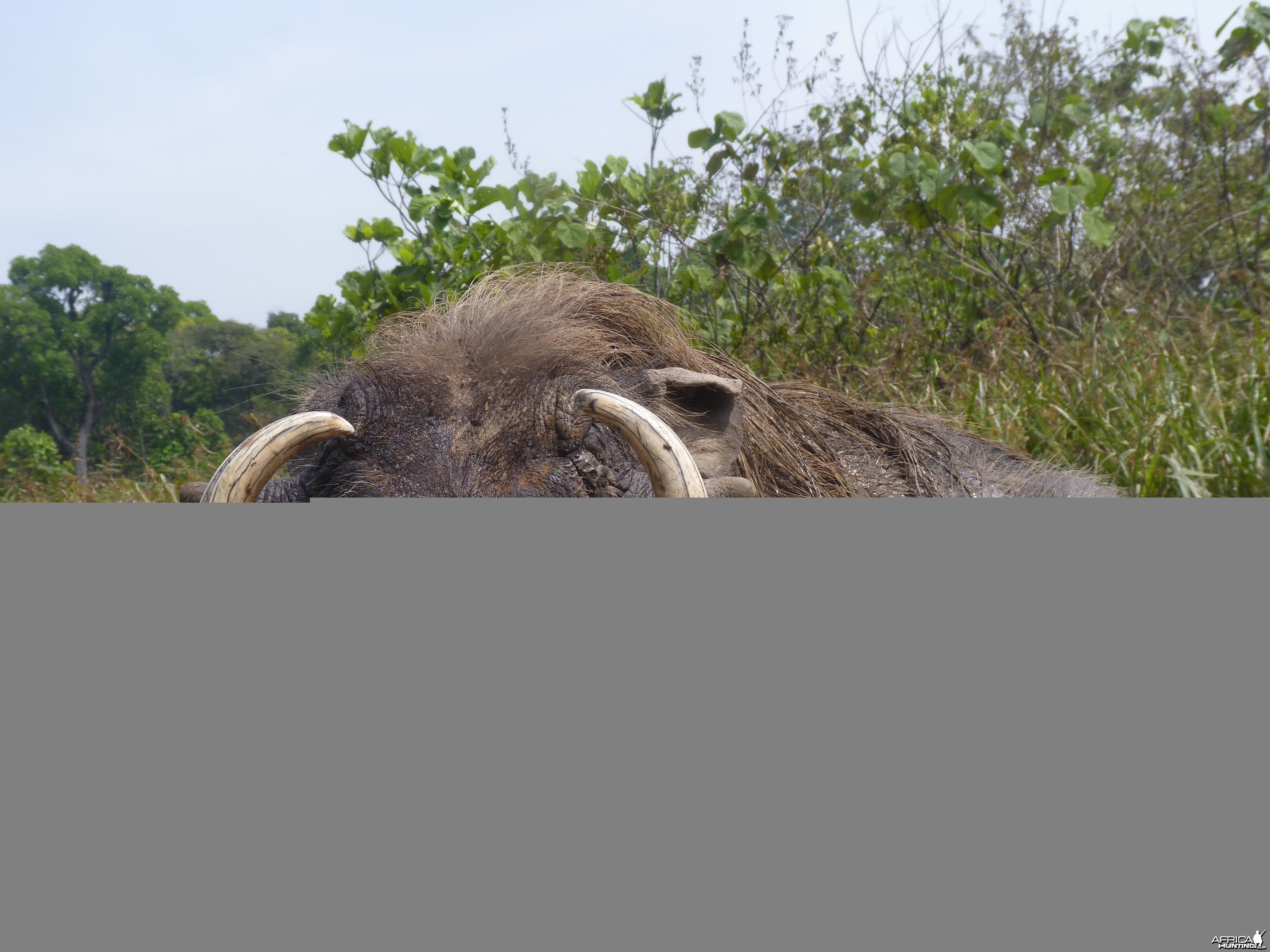 Hunting Warthog in Central African Republic