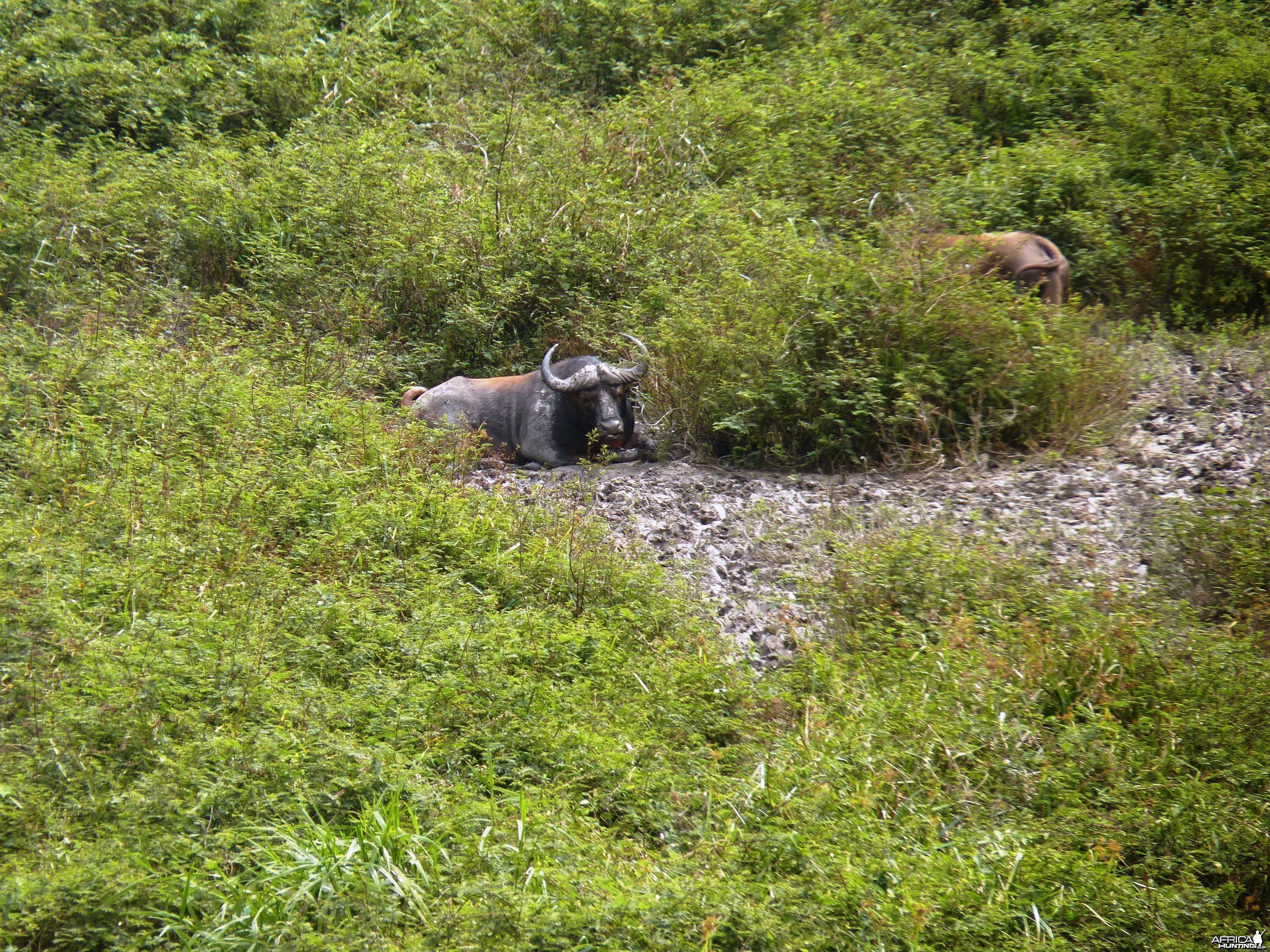 Buffalo in Central African Republic