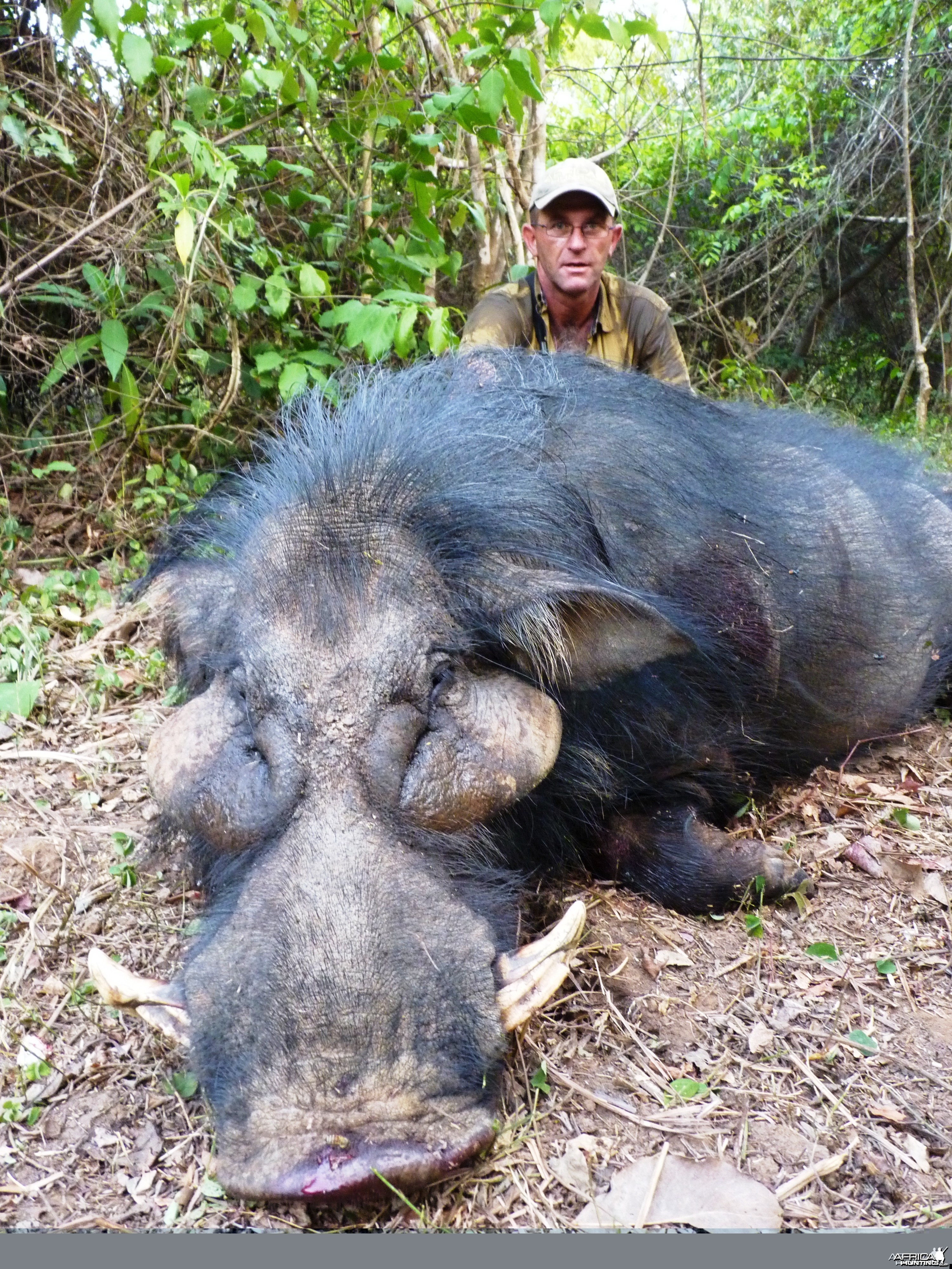 Hunting Giant Forest Hog in Central African Republic