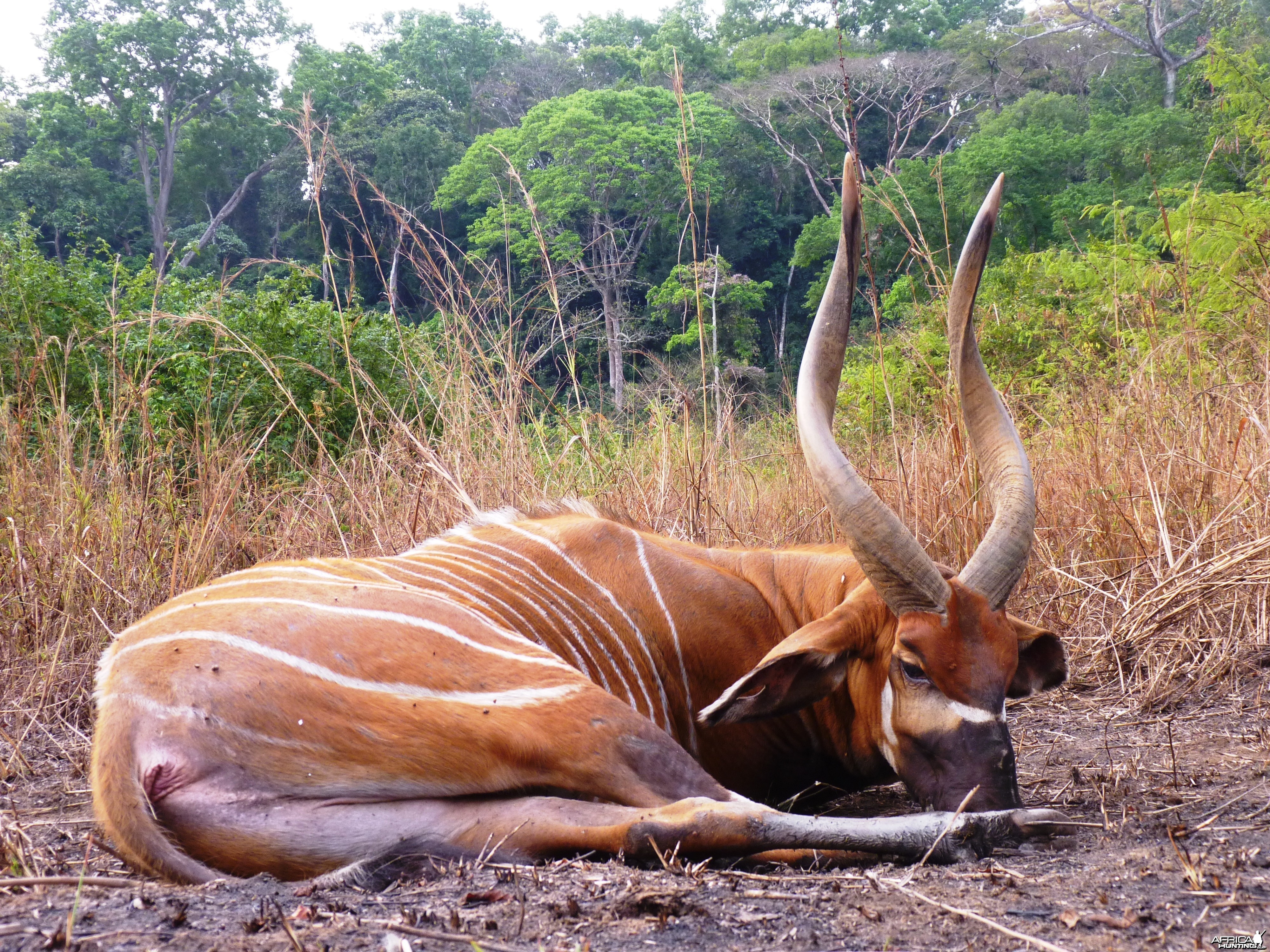 Hunting Bongo in Central African Republic