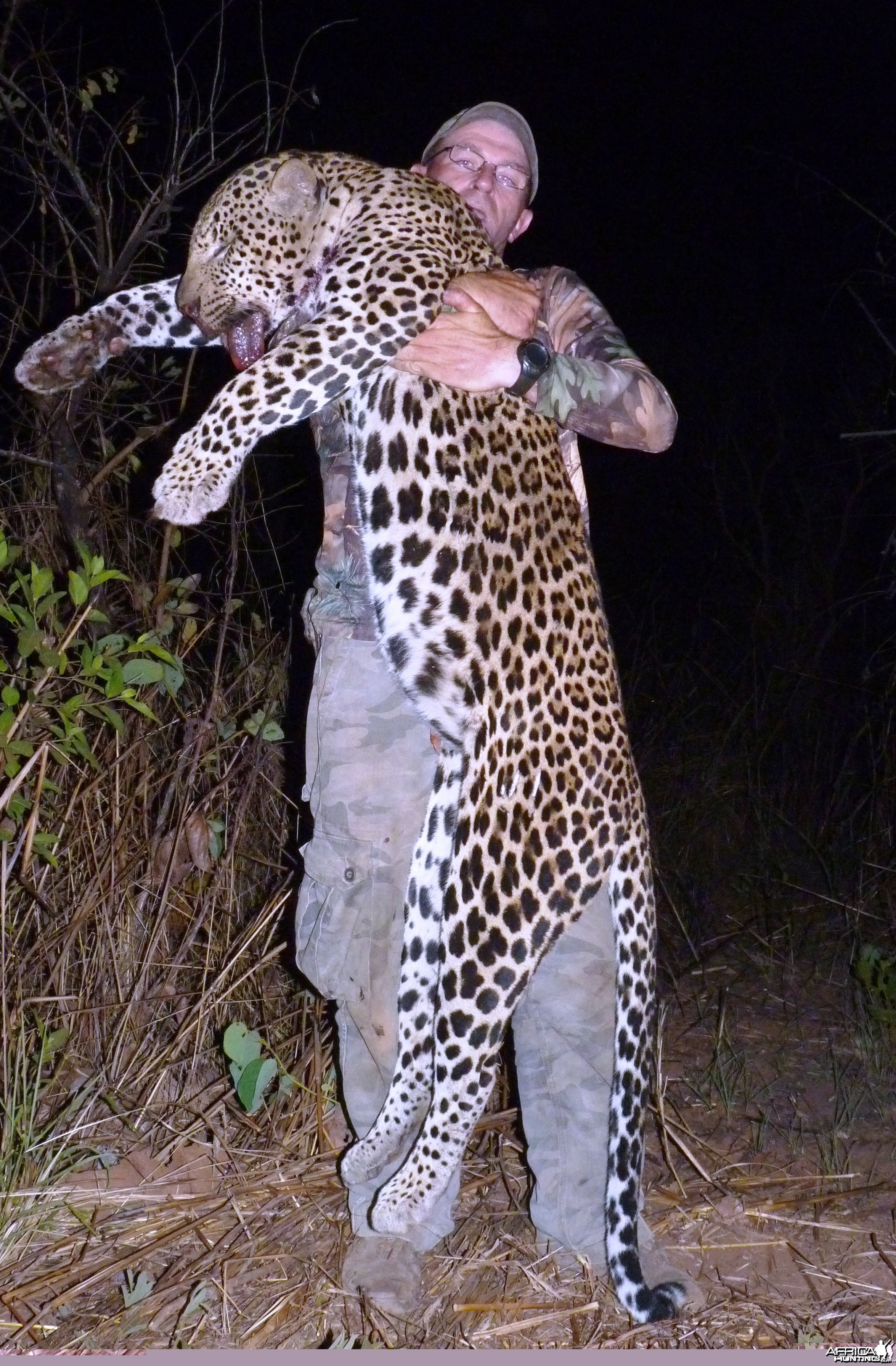 Hunting Leopard in Central African Republic