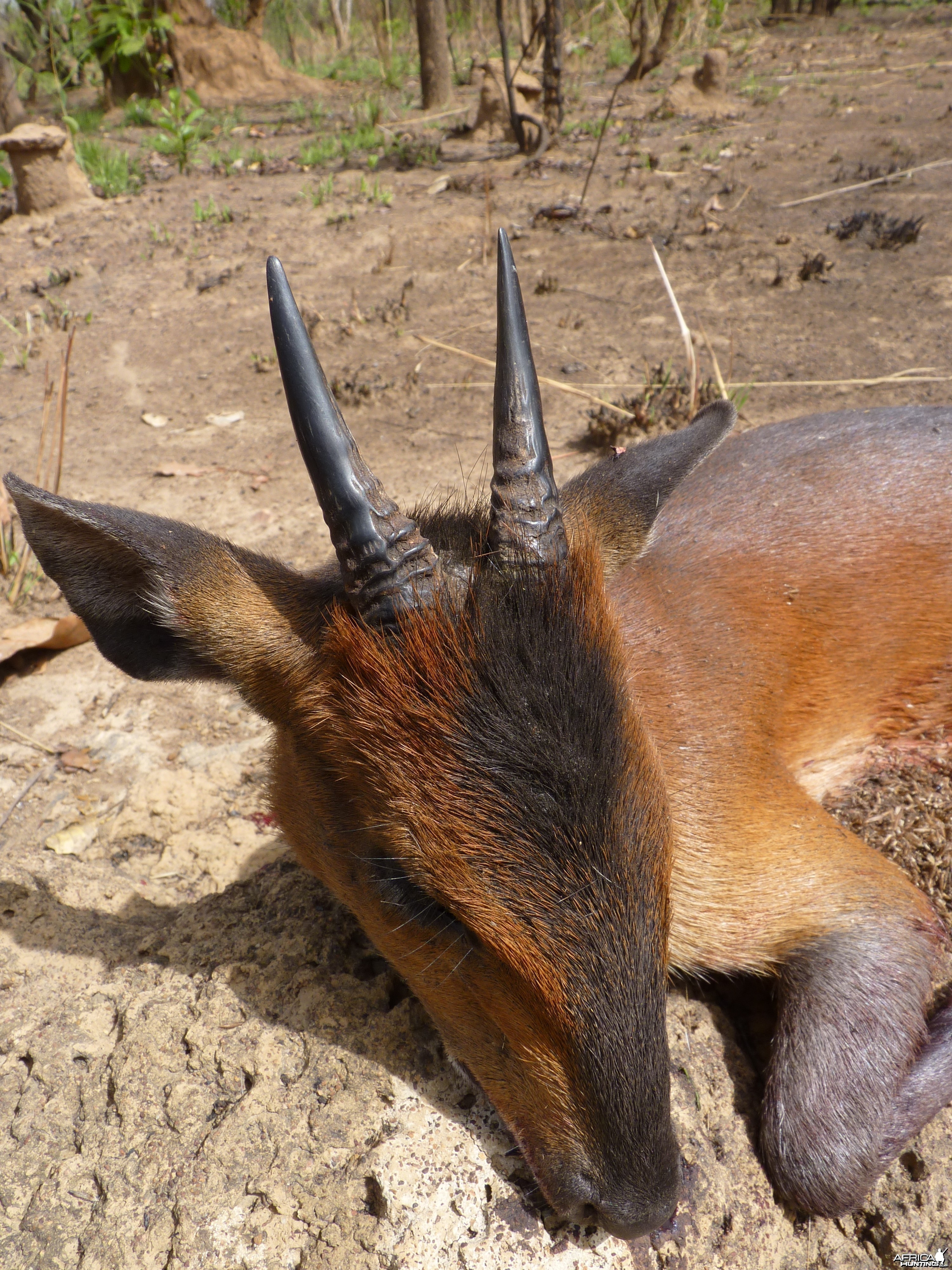 Hunting Red Flanked Duiker in CAR