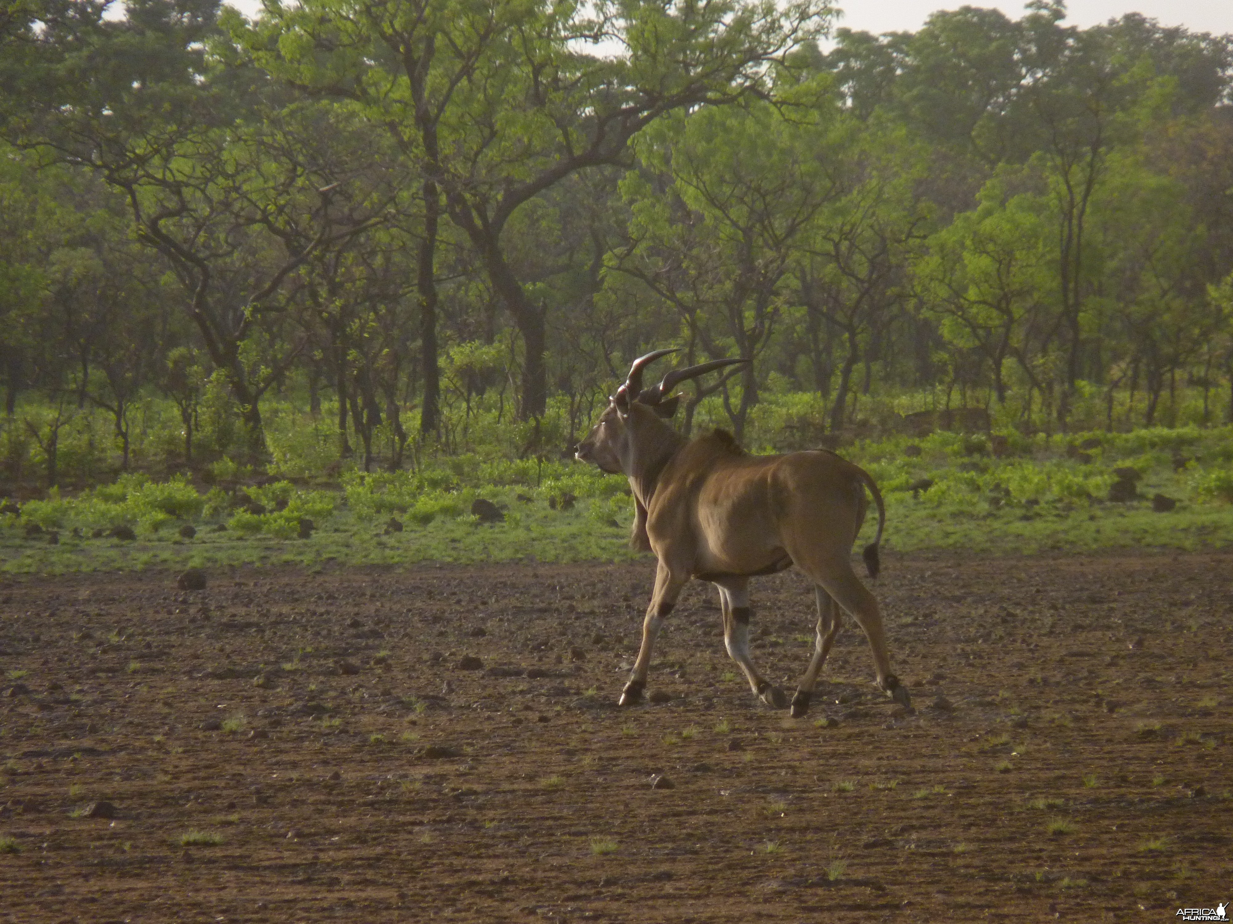 Lord Derby Eland CAR