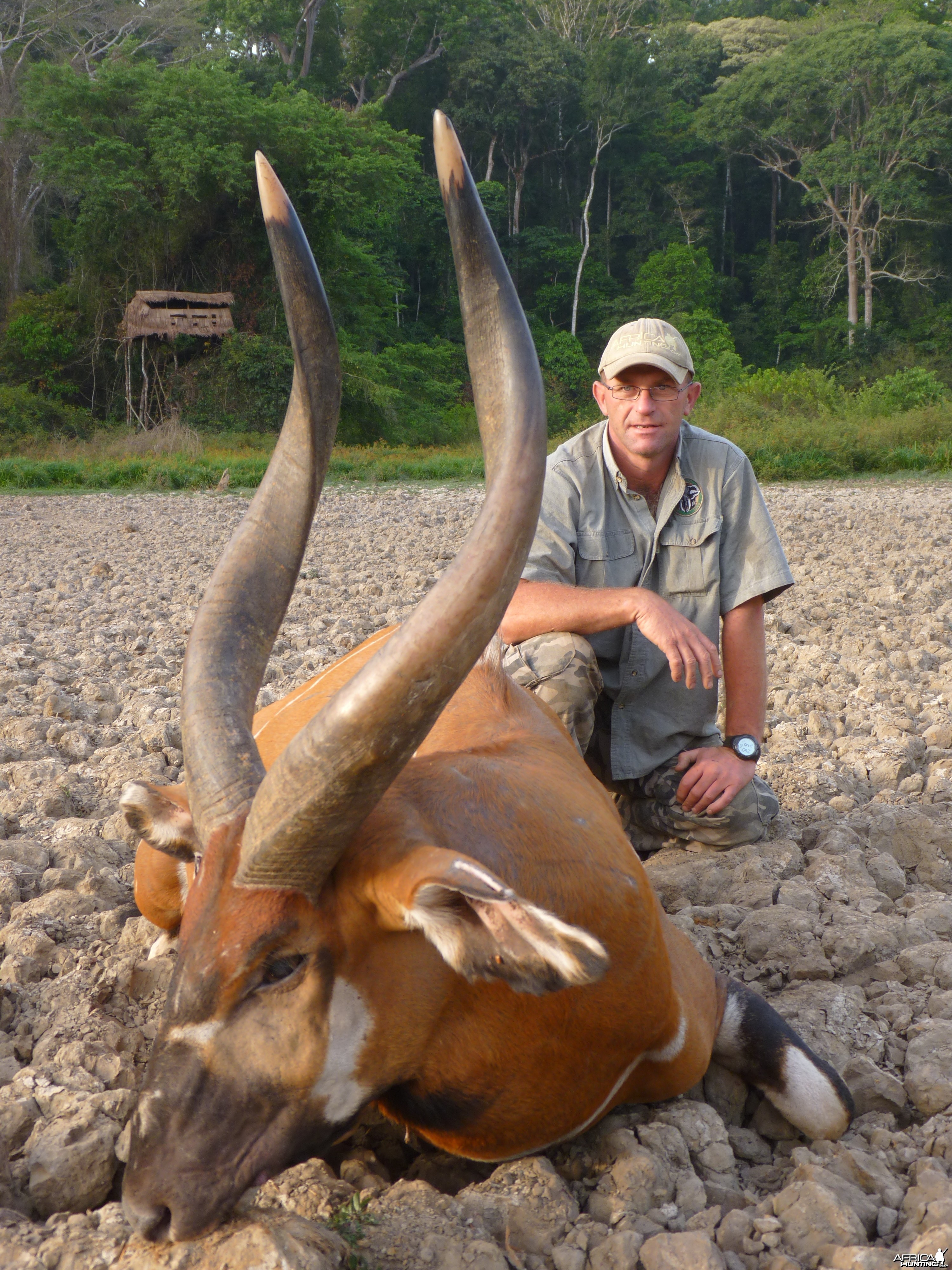 Bongo hunted in CAR