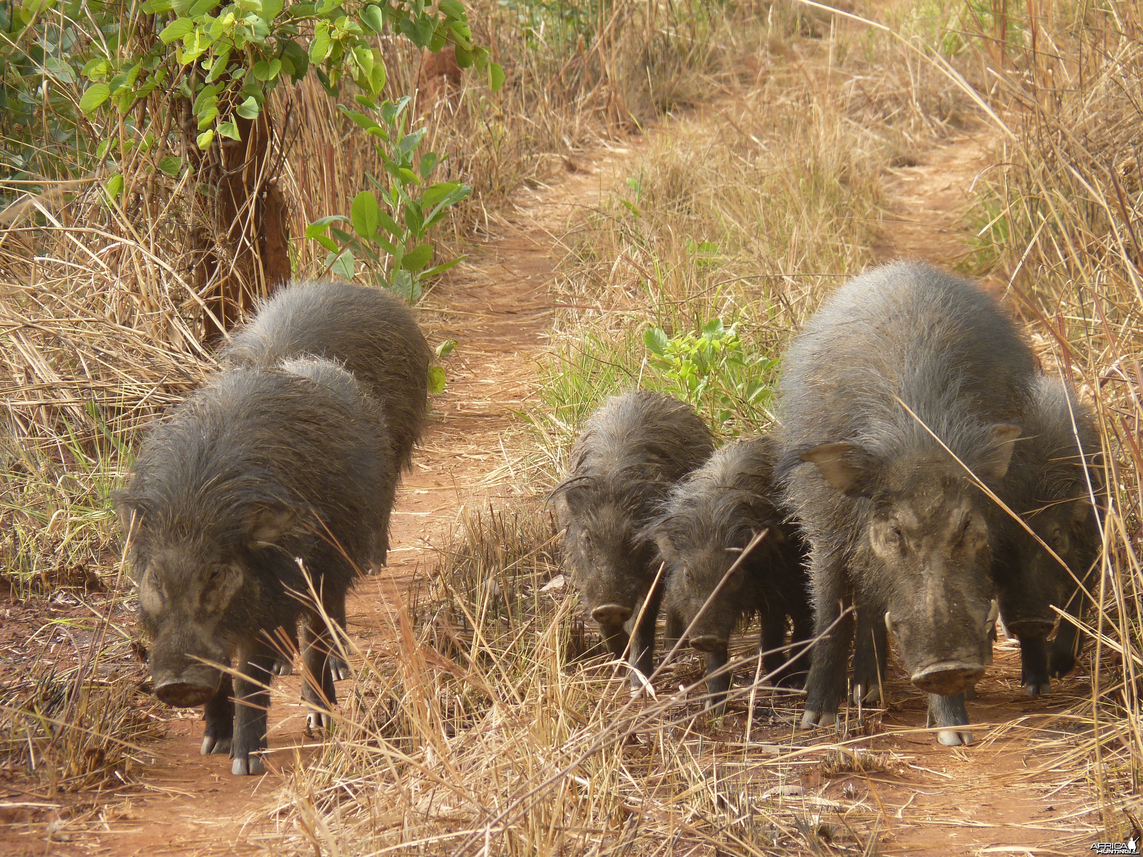 Giant Forest Hog family in CAR