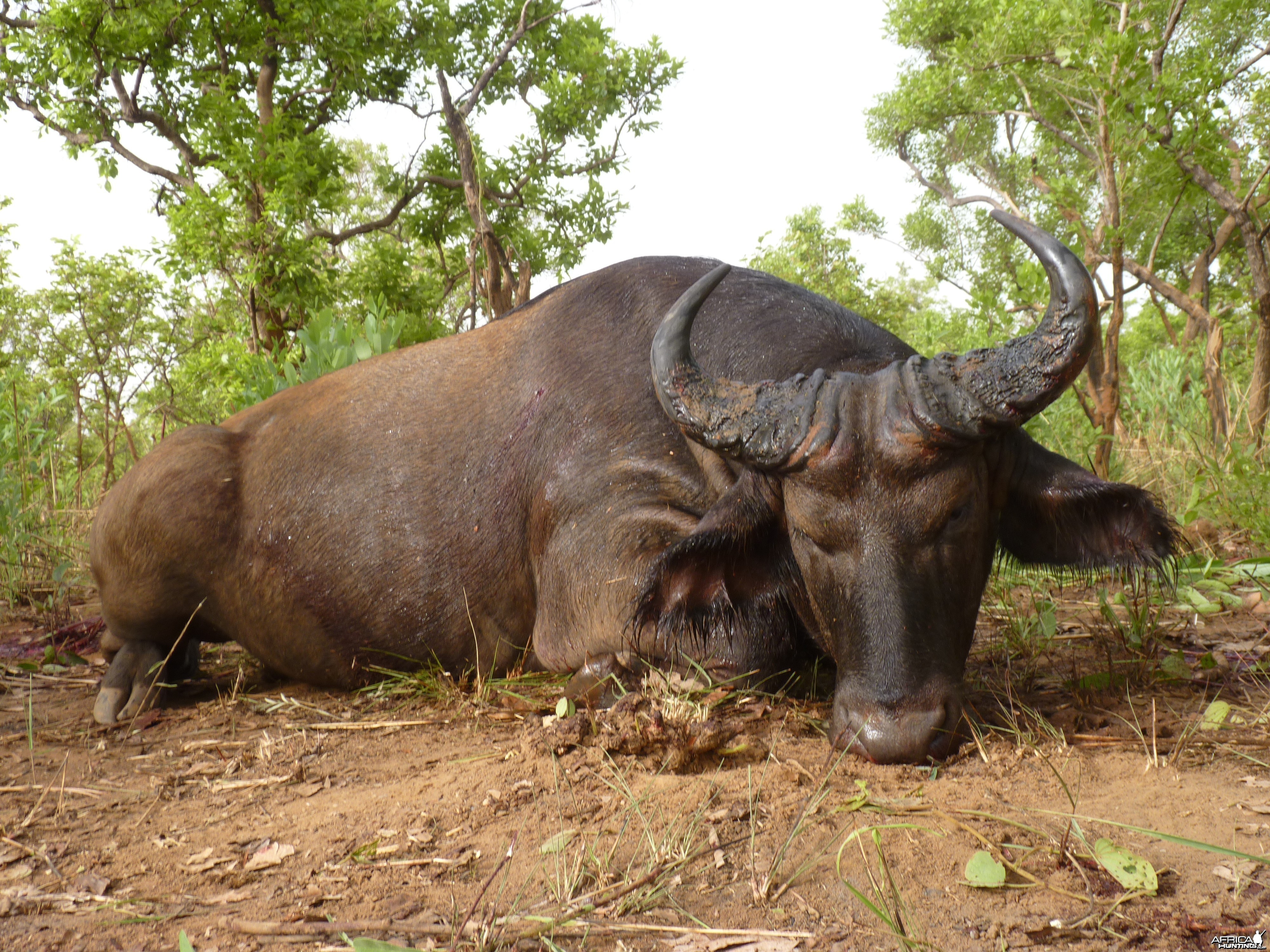 Buffalo hunted in CAR