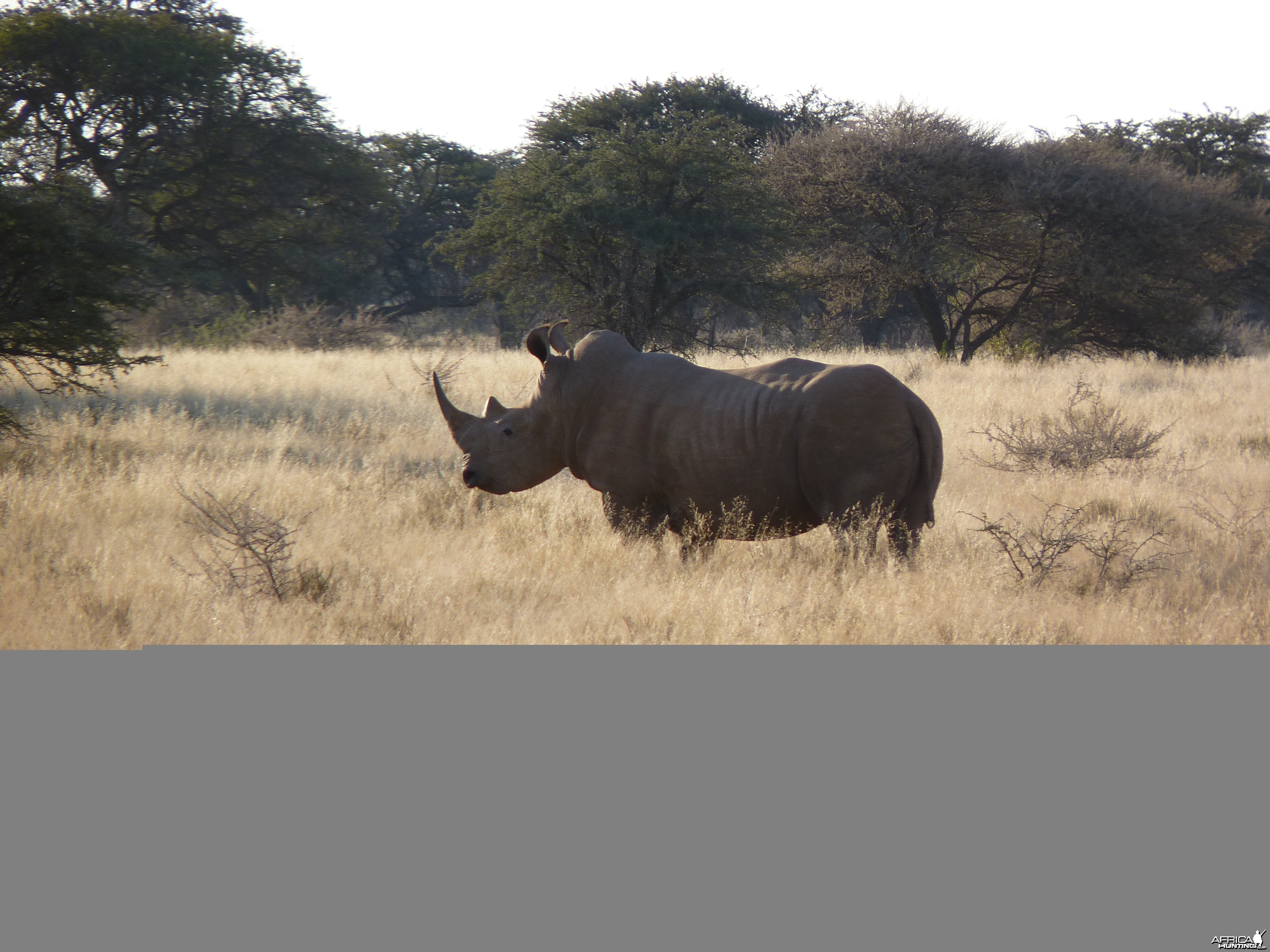 Rhino in South Africa