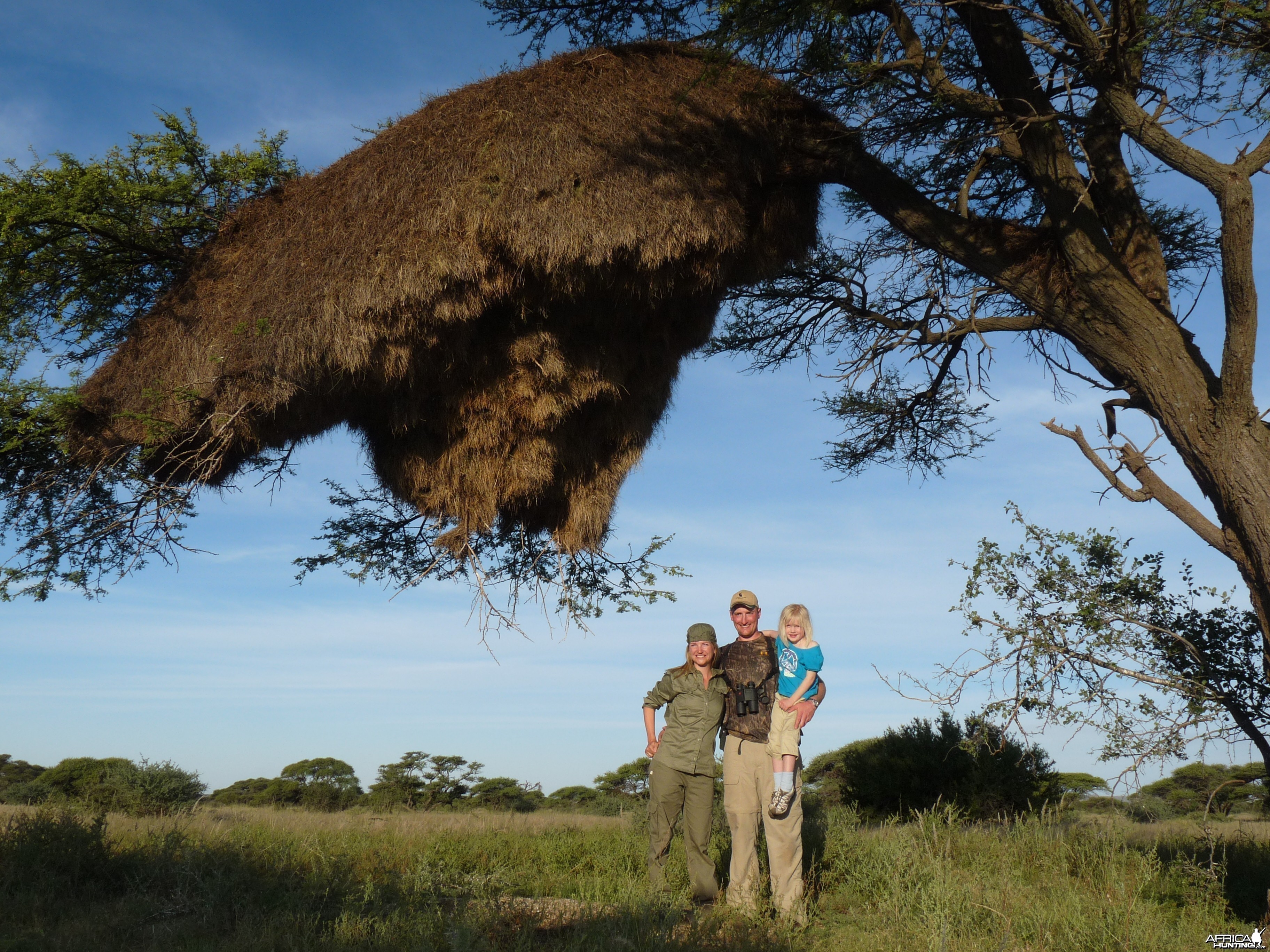 Weaver Nest South Africa