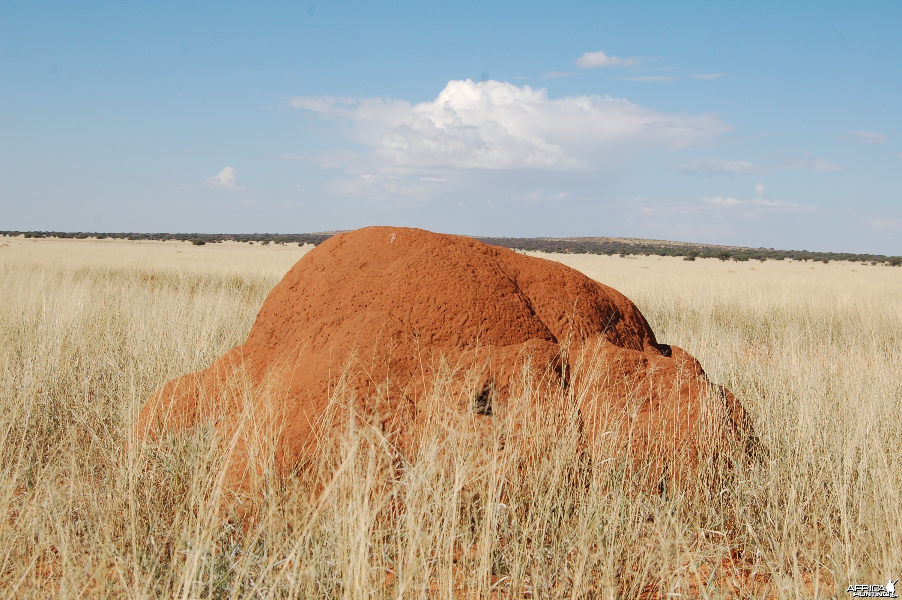 Termite mound South Africa