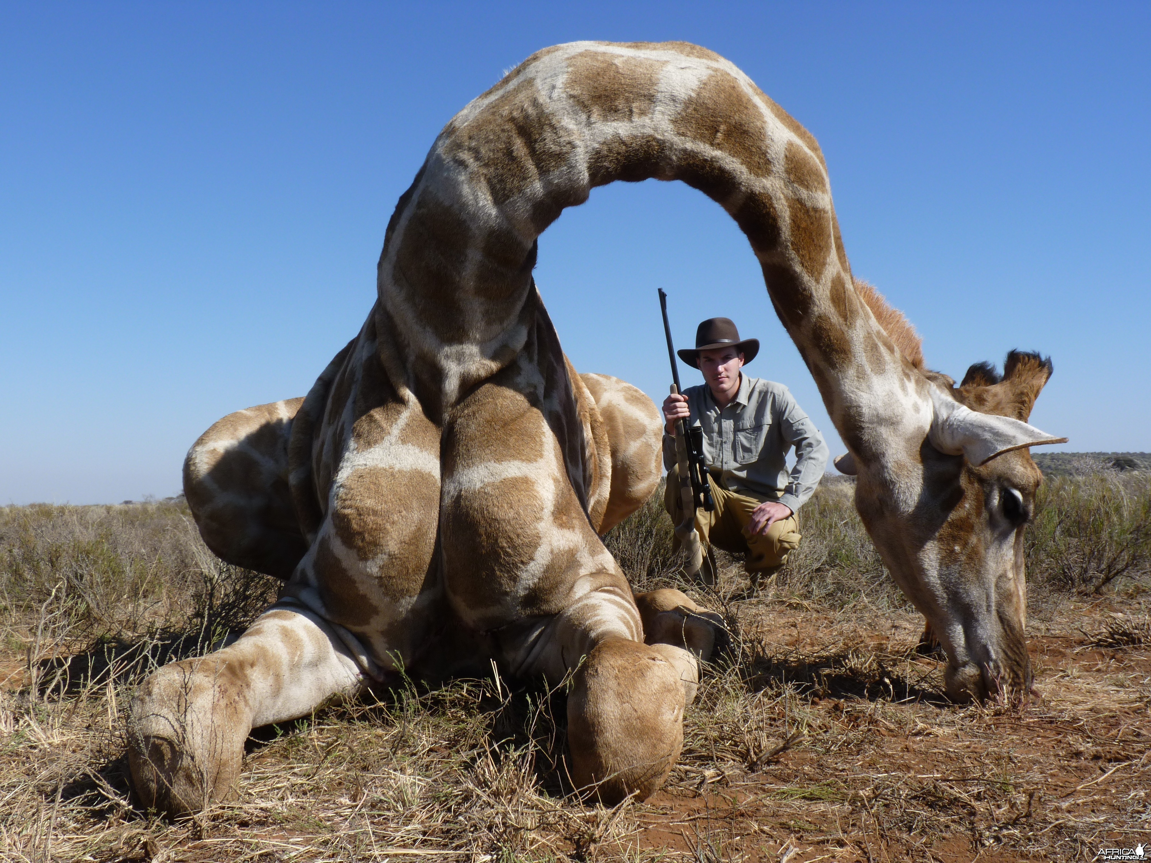 Hunting Giraffe with Wintershoek Johnny Vivier Safaris in SA