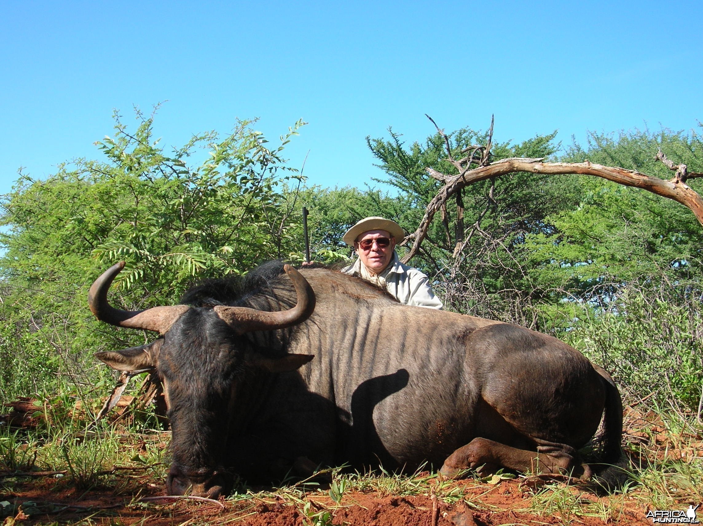 Blue Wildebeest Hunting in Namibia