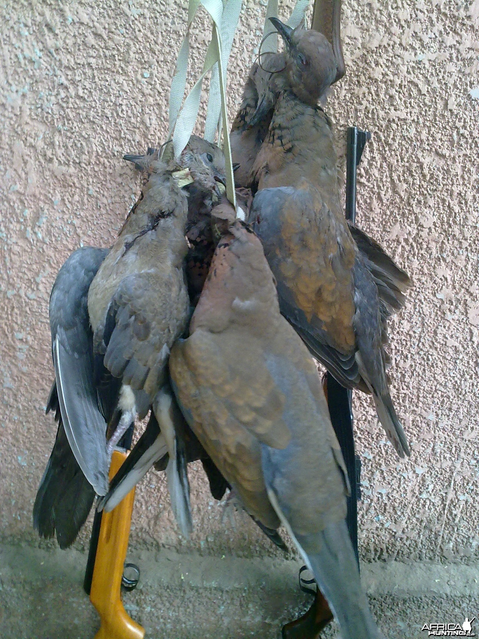 Hunting Doves in Egypt
