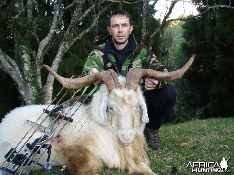 Bowhunting Goat in New Zealand