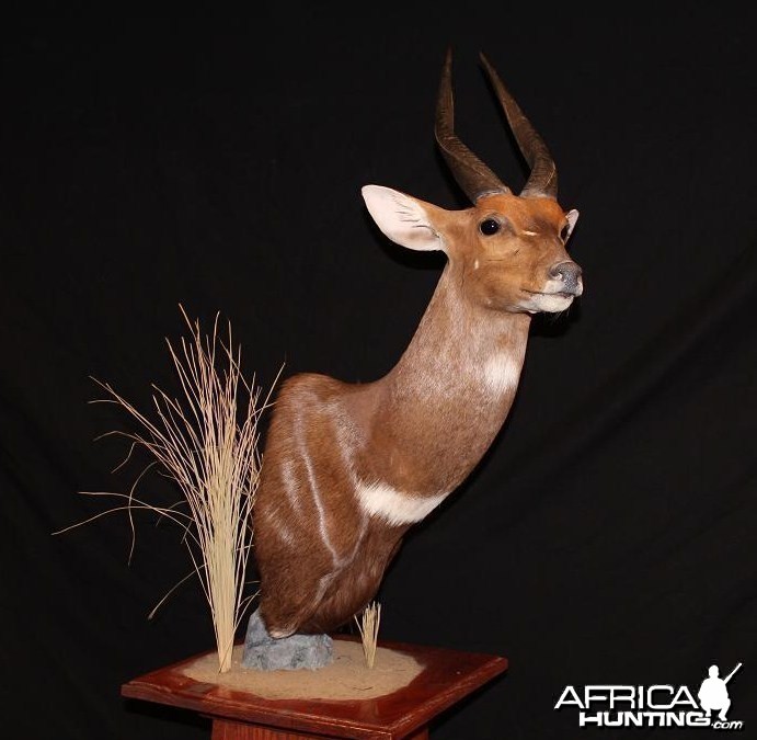 Bushbuck Taxidermy