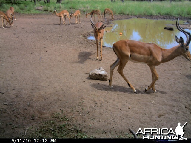 Impala