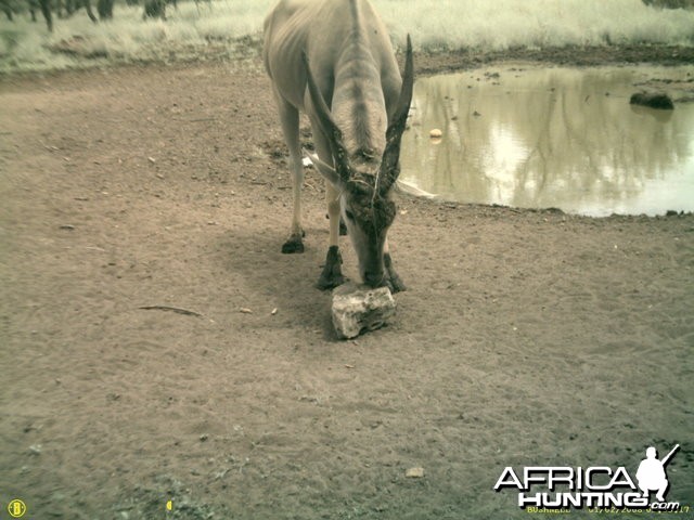 Eland