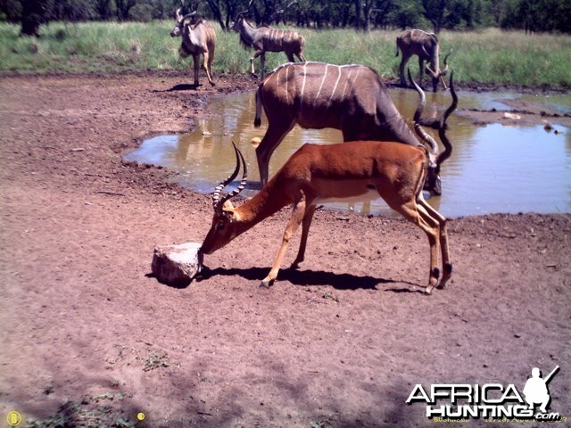 Impala