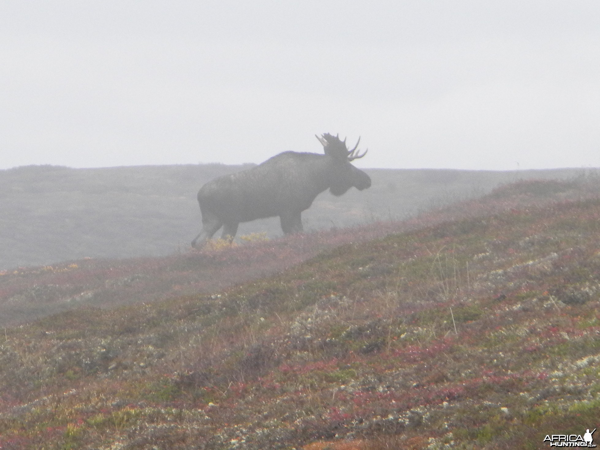 Moose 2009 Alaska