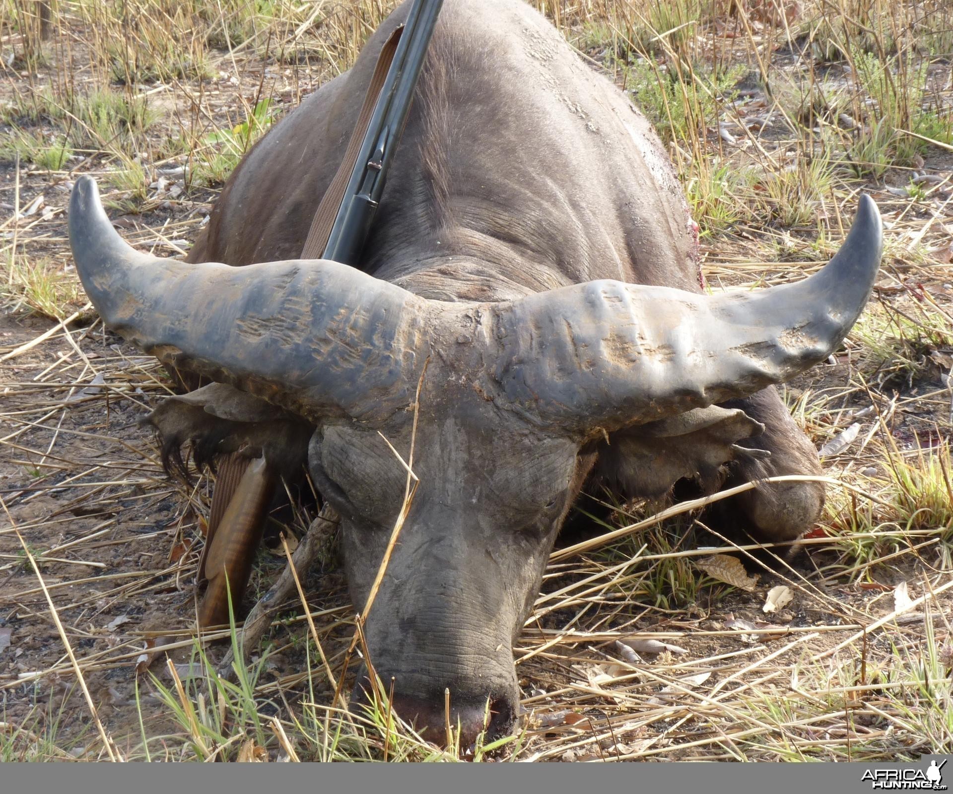 Record Buffalo hunted in Benin