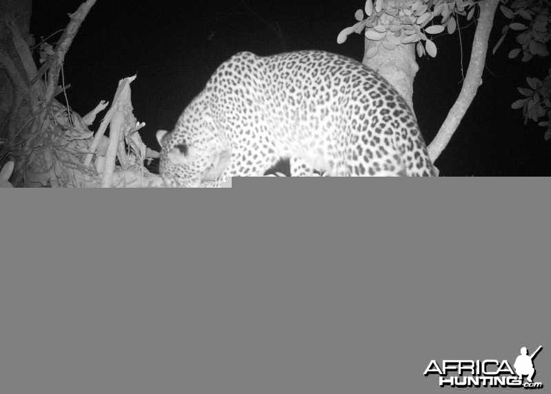 Female Leopard on Bait in Zimbabwe