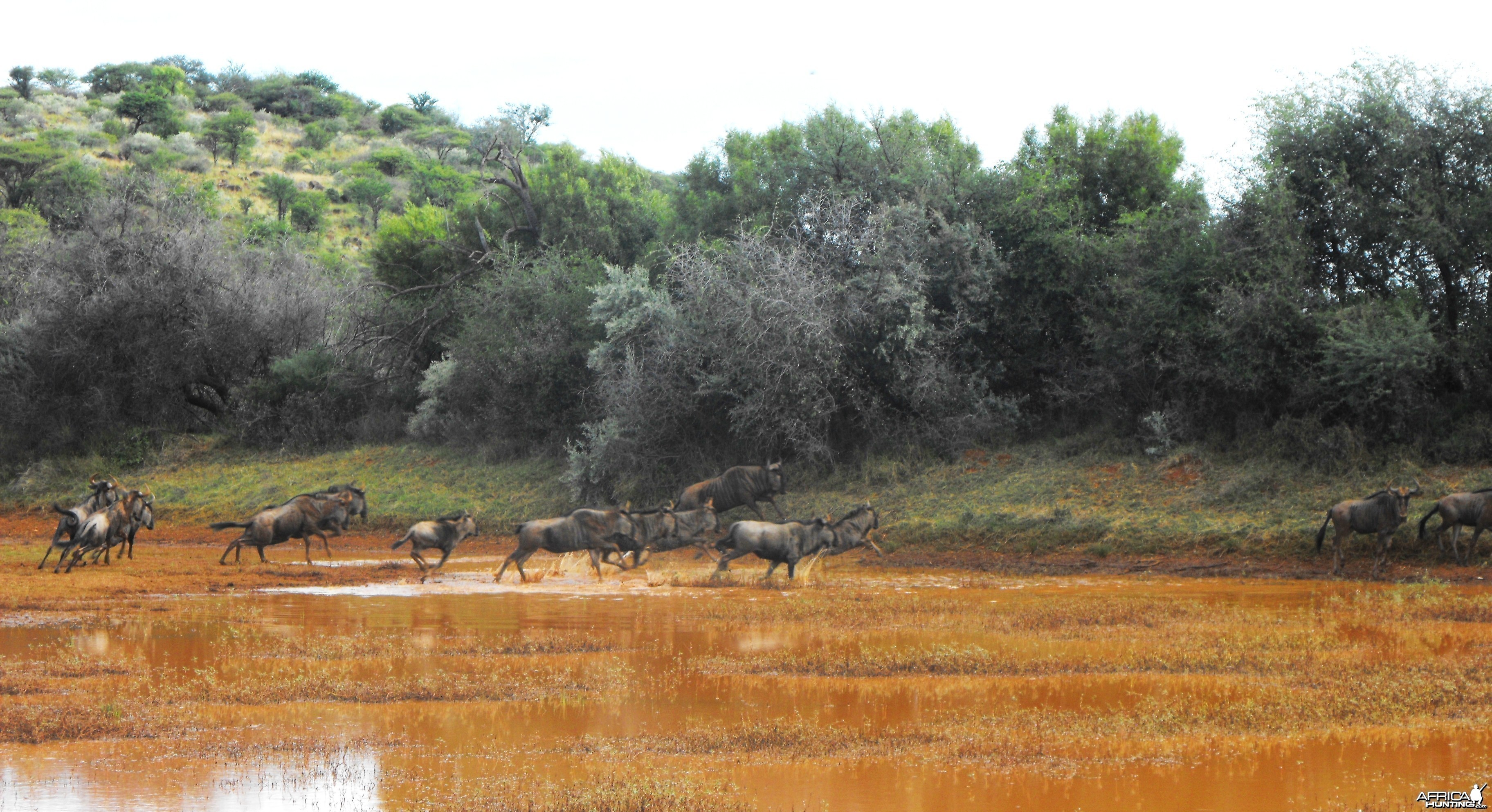 Blue WB crossing